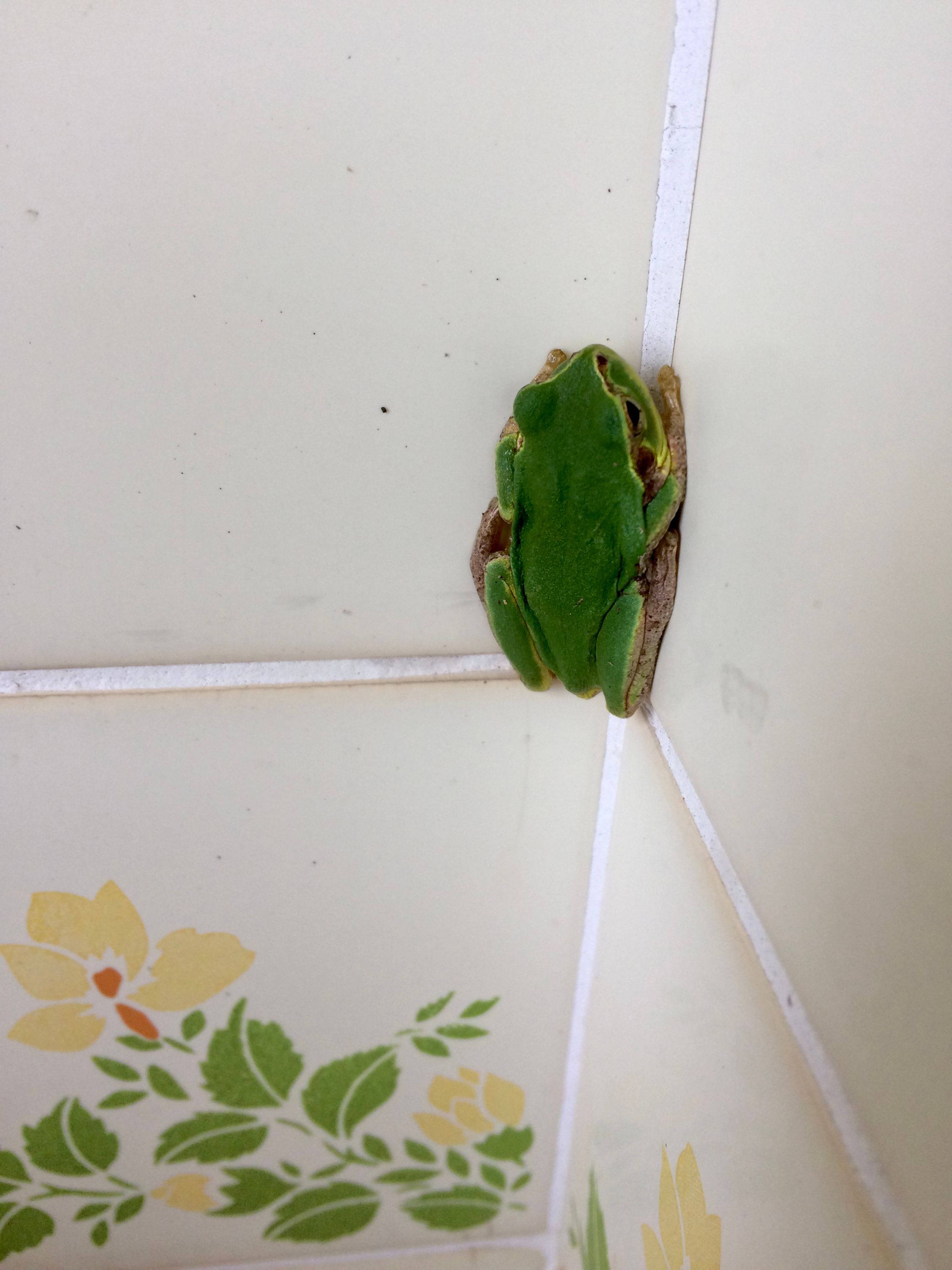 A small tree frog squats on a tiled wall, one of the tiles is printed with leaves the same color as the frog.