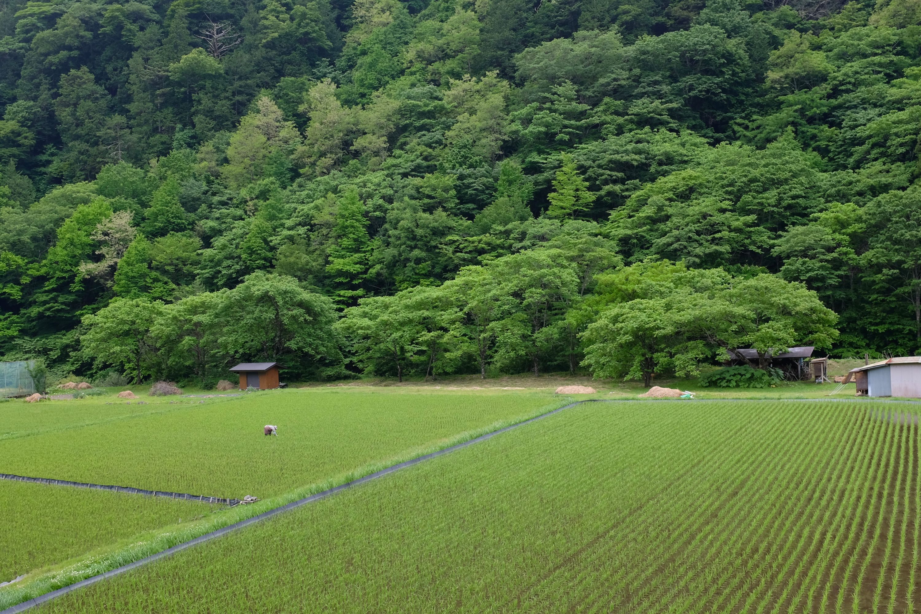 A woman in the distance works in a rice field against a forested hillside.