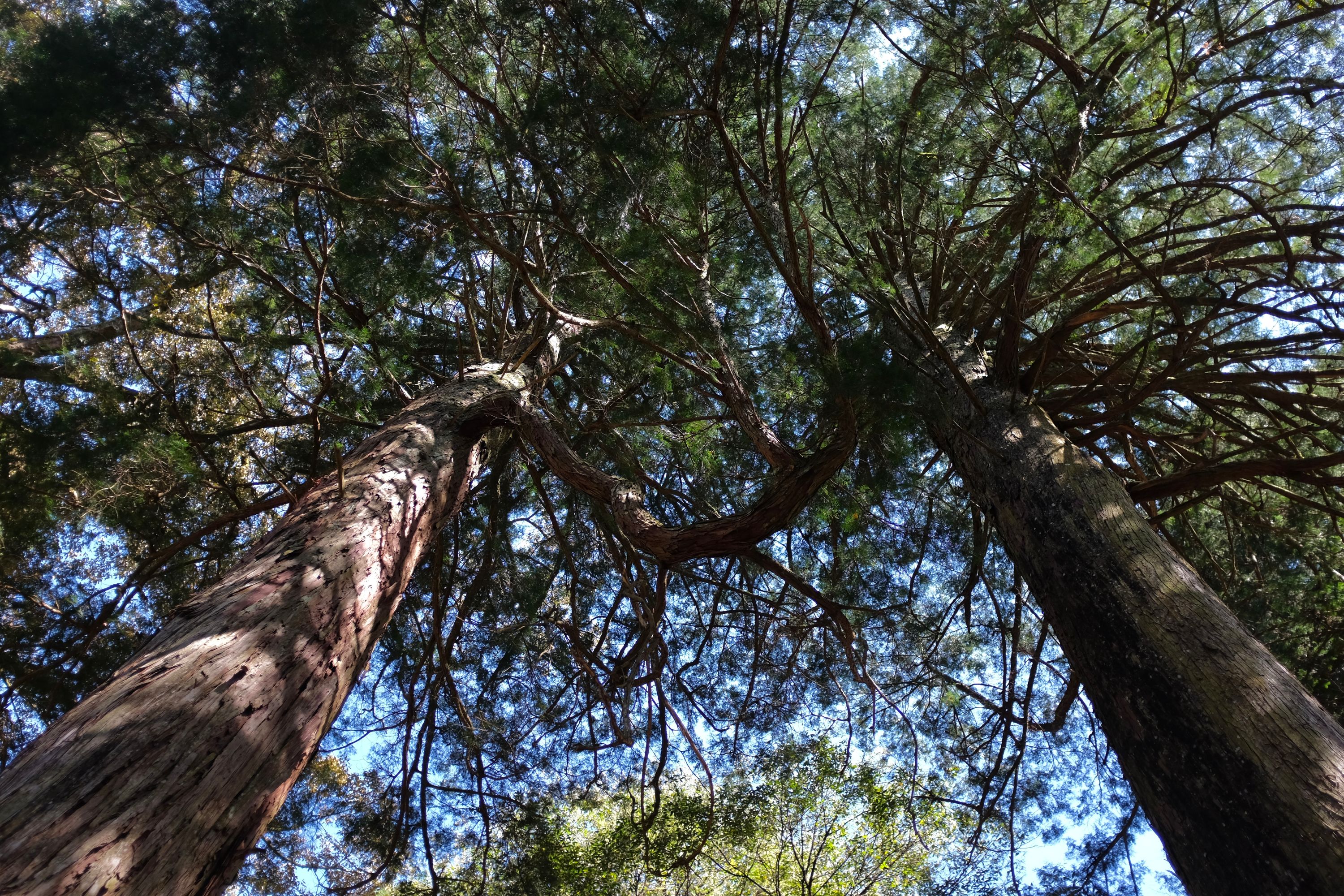 Looking up at two cedars whose branches are fused together.