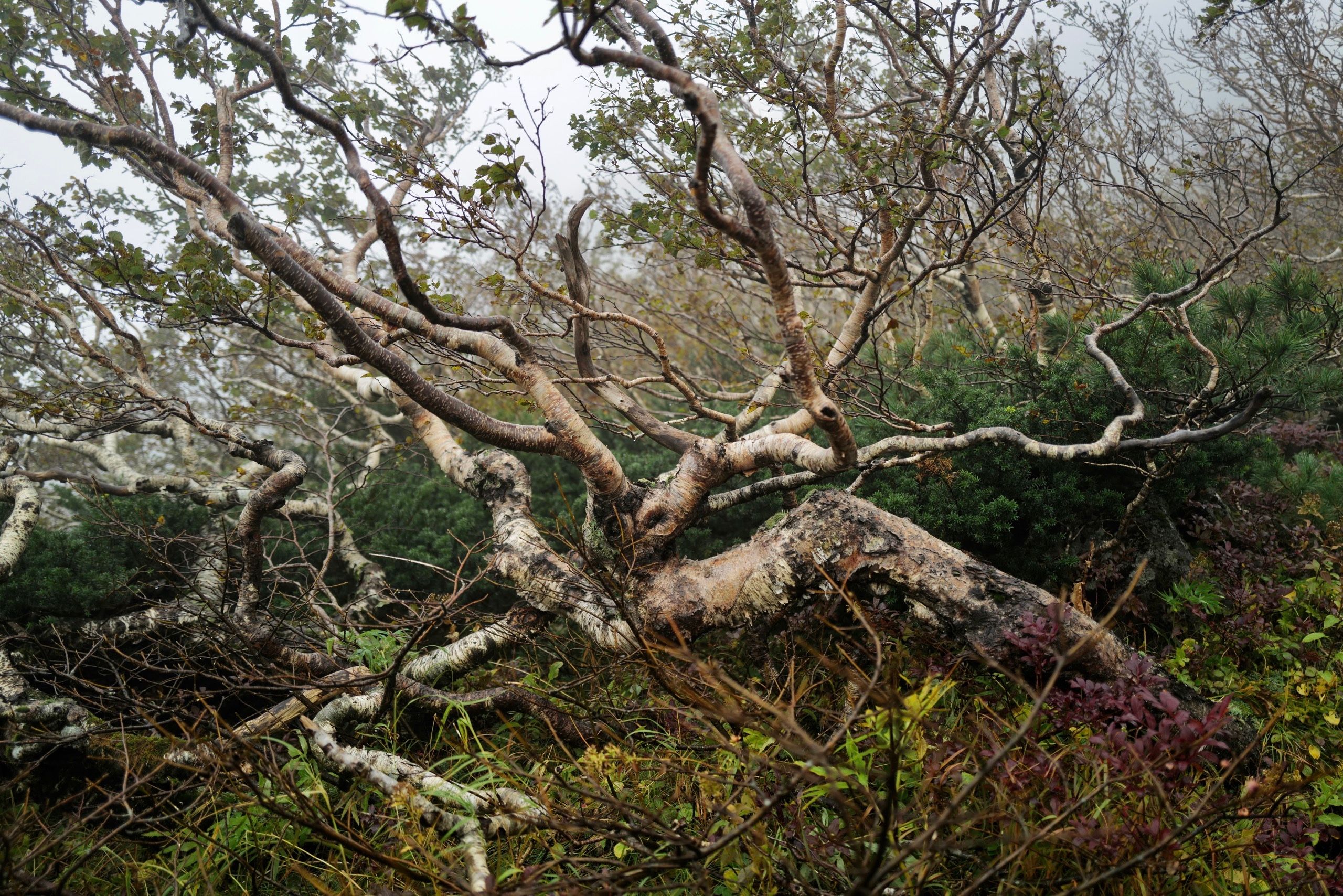 A gnarly white birch on a hillside