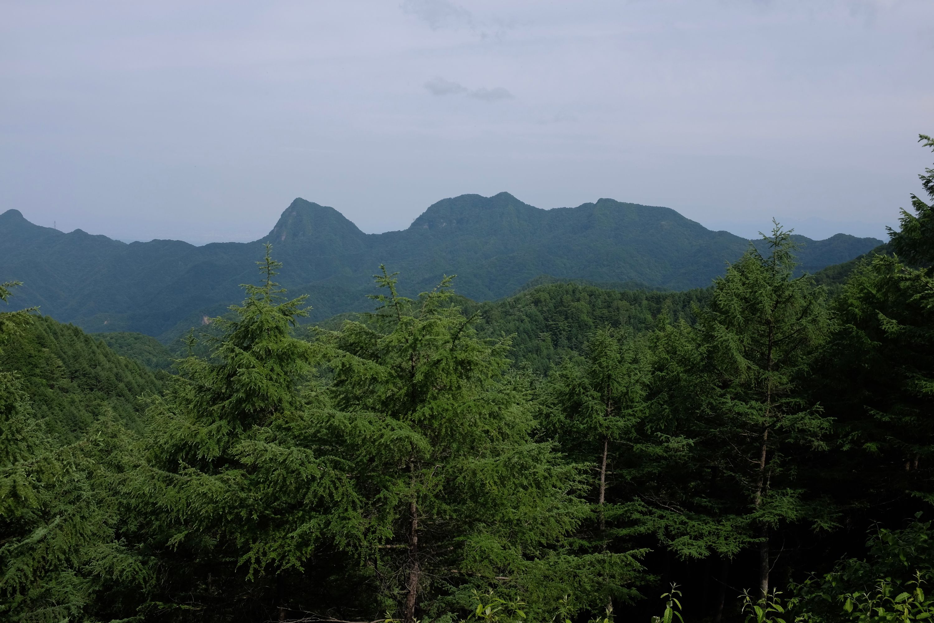 A jagged mountain ridge rises from thick forest.