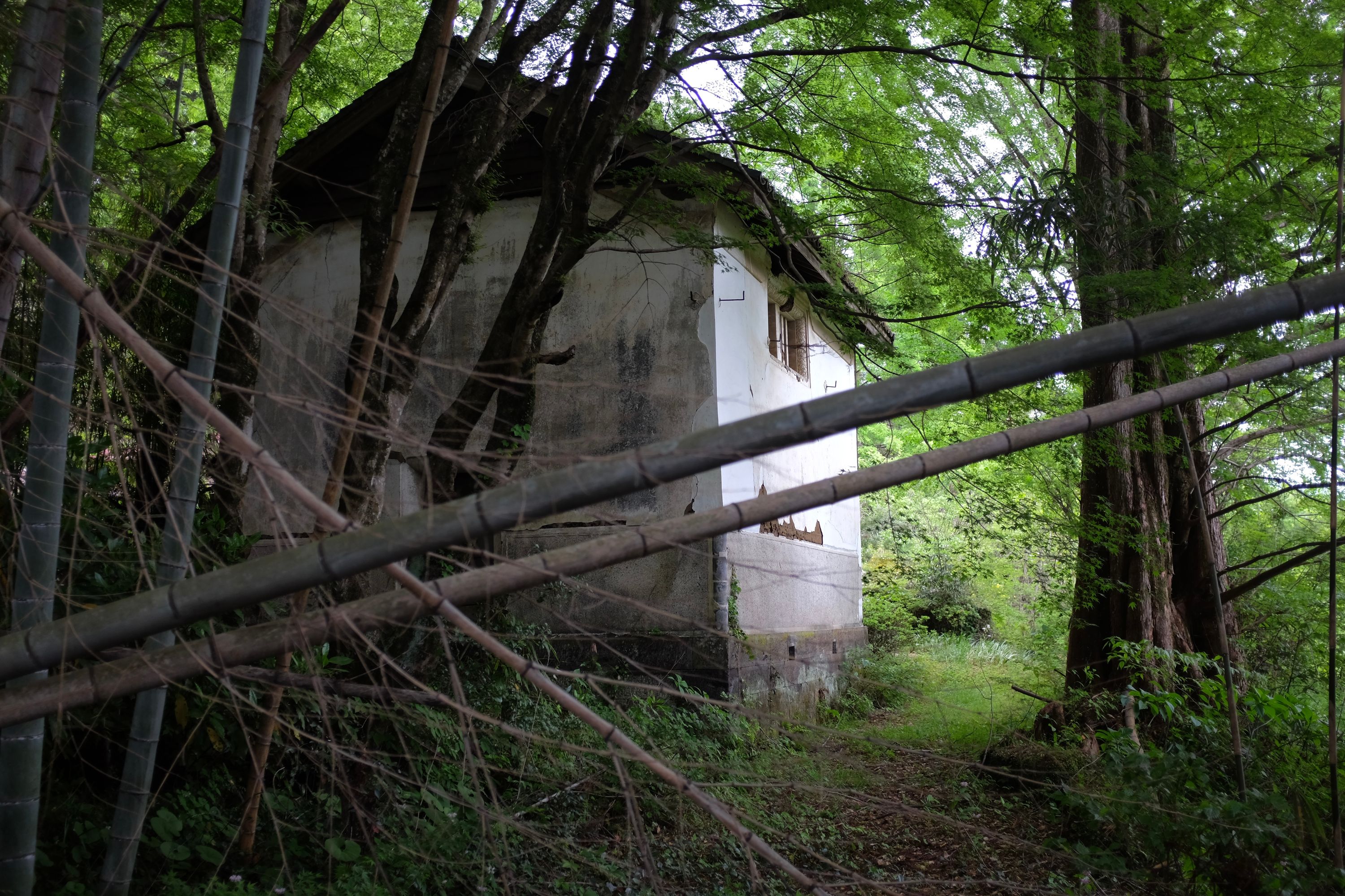 An abandoned-looking white house in an overgrown plot.