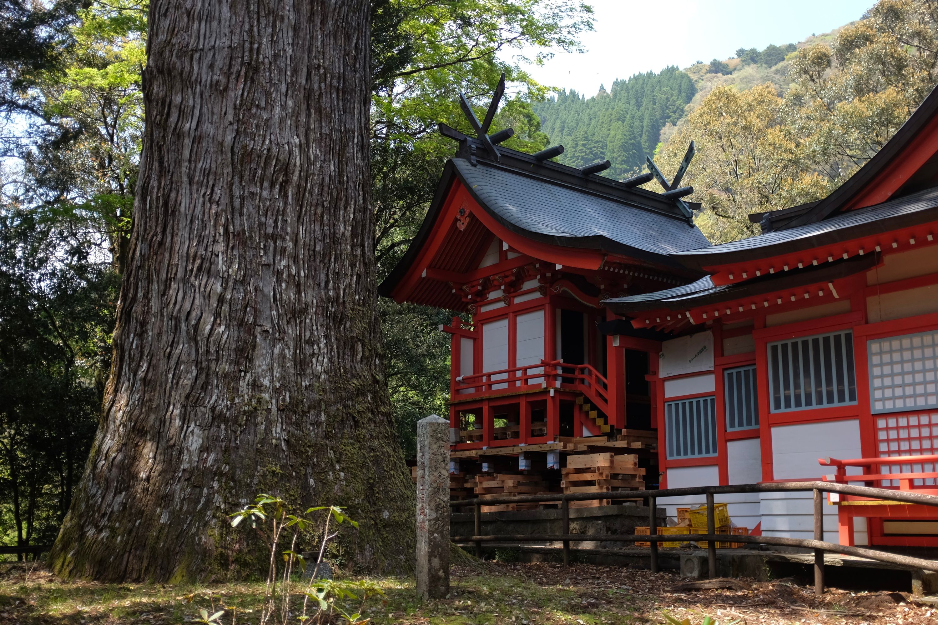 The shrine at Yamura Cedar, Shiiba, Miyazaki. Photo: Peter Orosz