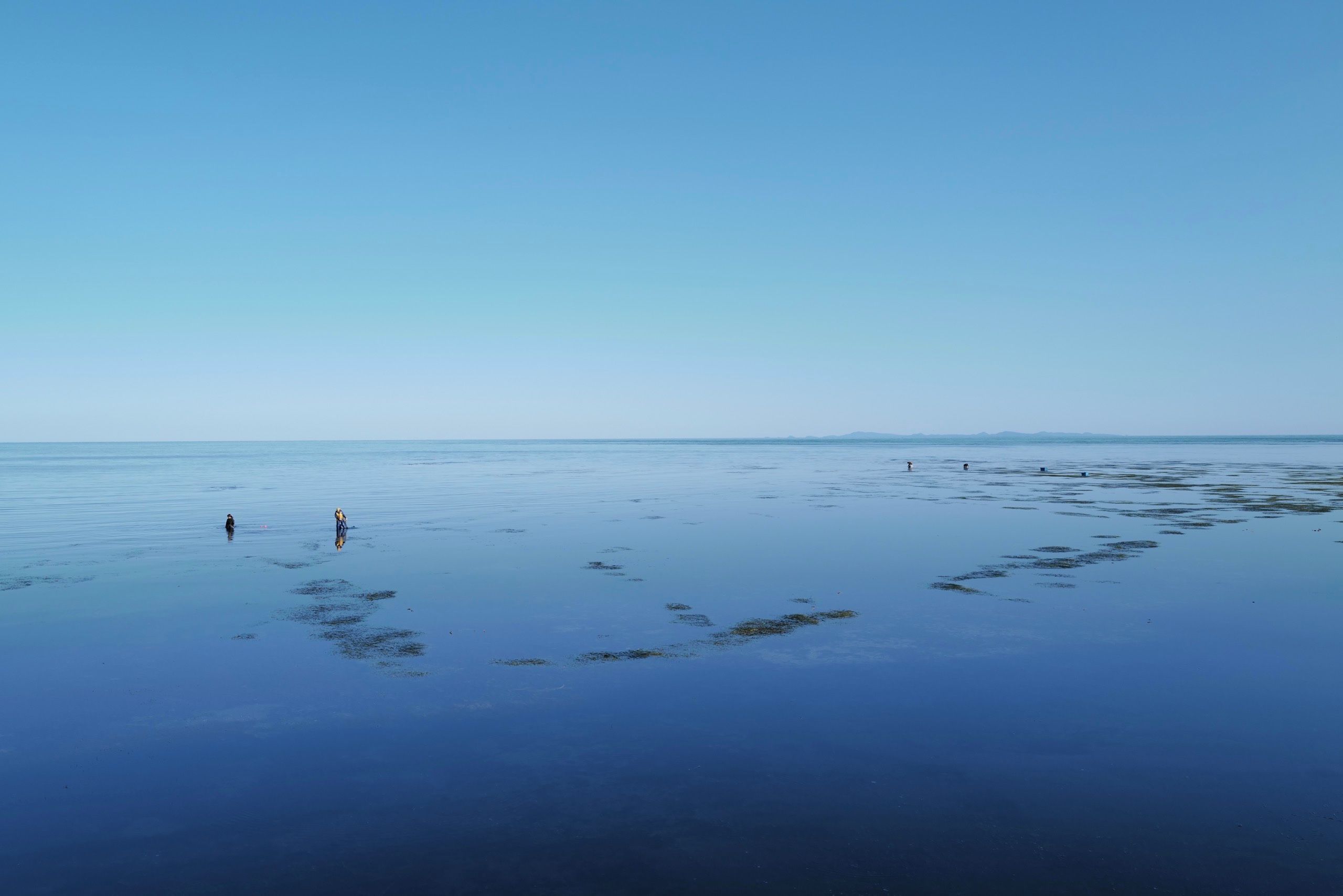 People gather shellfish and seaweed on a flat blue sea with an island, Sakhalin, on the horizon