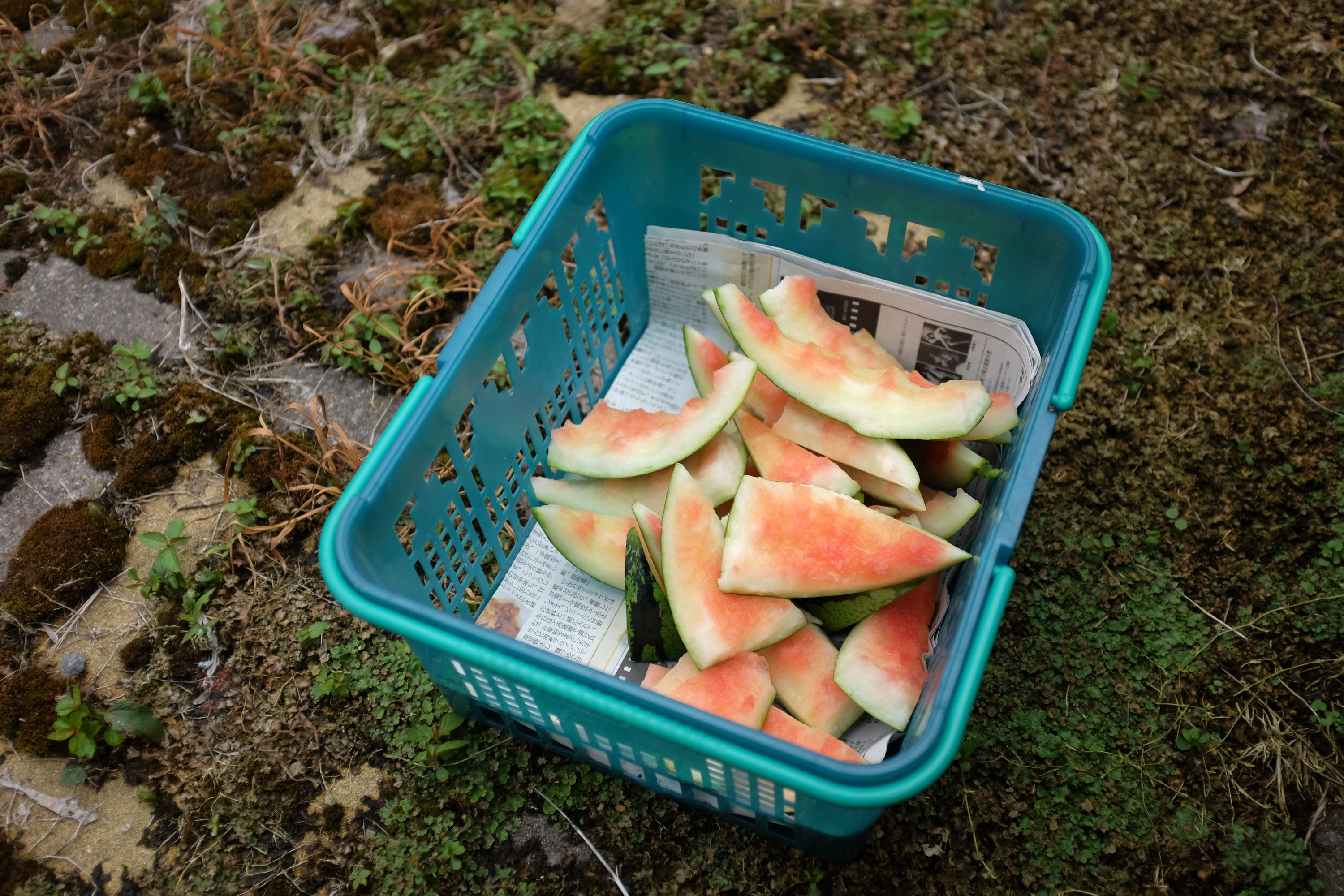 A blue-green plastic shopping basket filled with melon rinds.