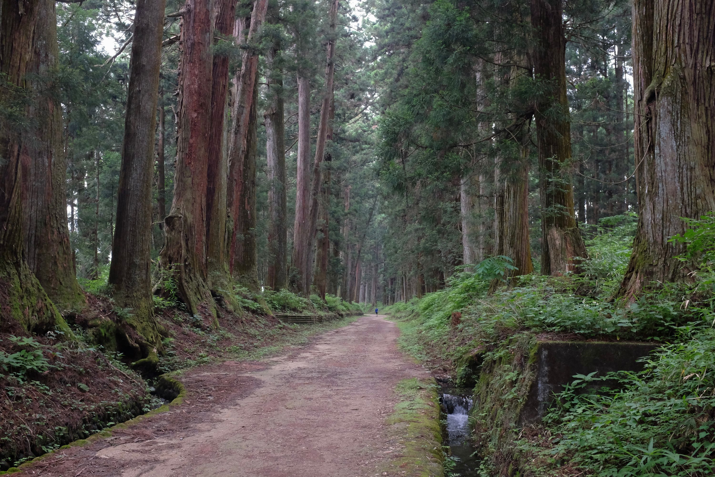 A man in the distance walks down the path between the huge cedars.