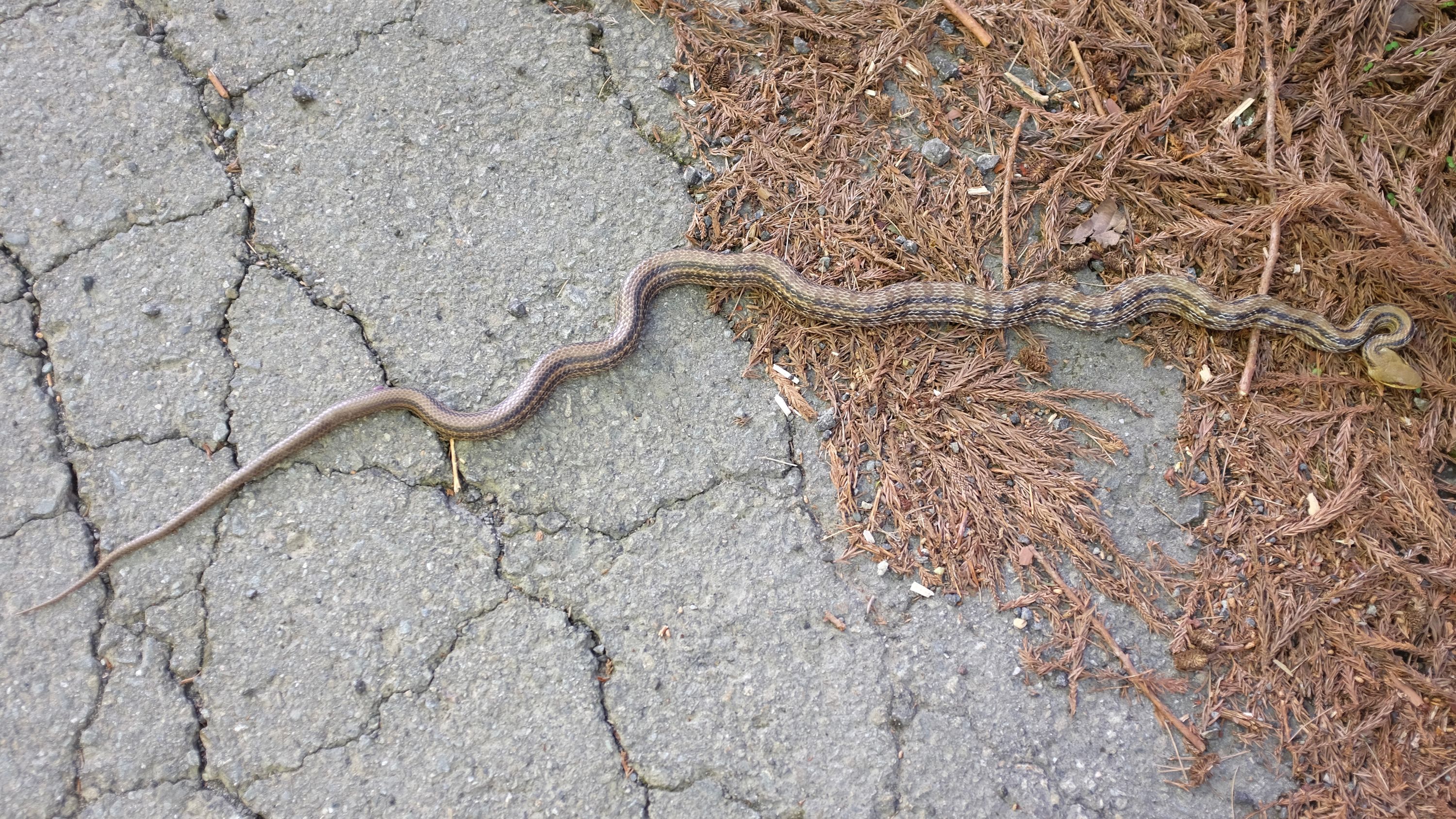 A Japanese striped snake lies alert on the road.