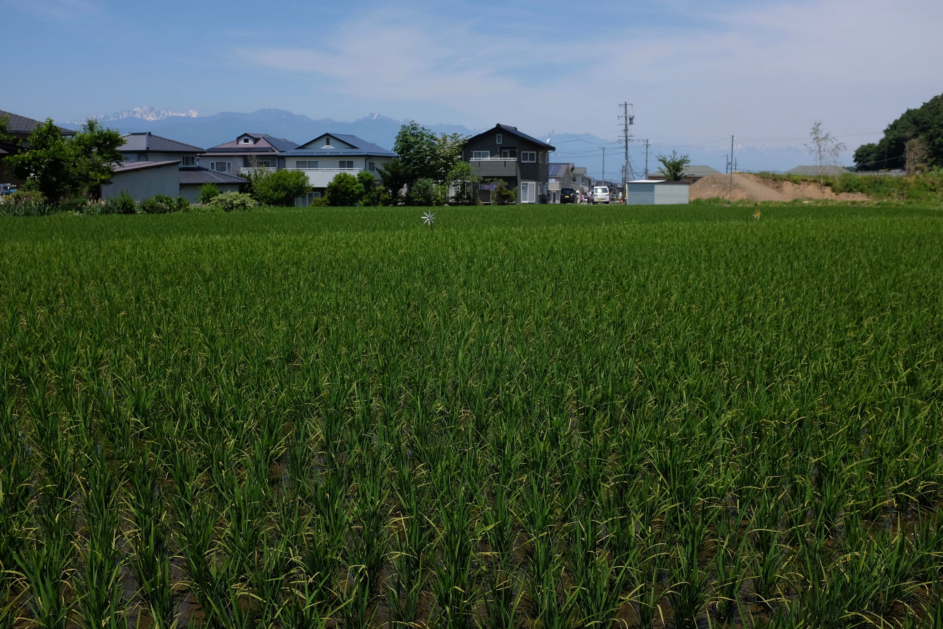 A very green ricefield with a line of snow-capped peaks on the horizon.