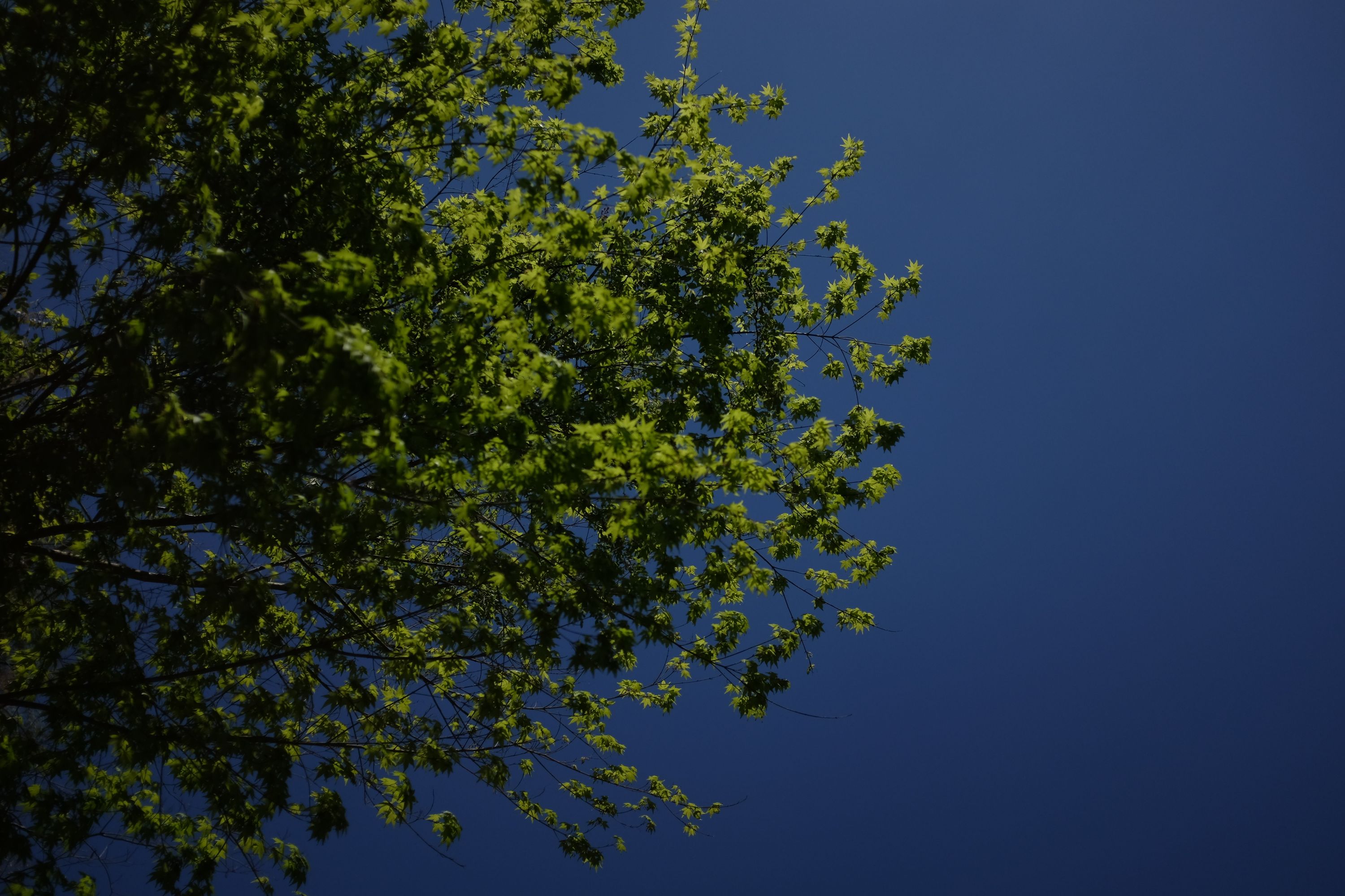 A maple tree against a bright blue sky.