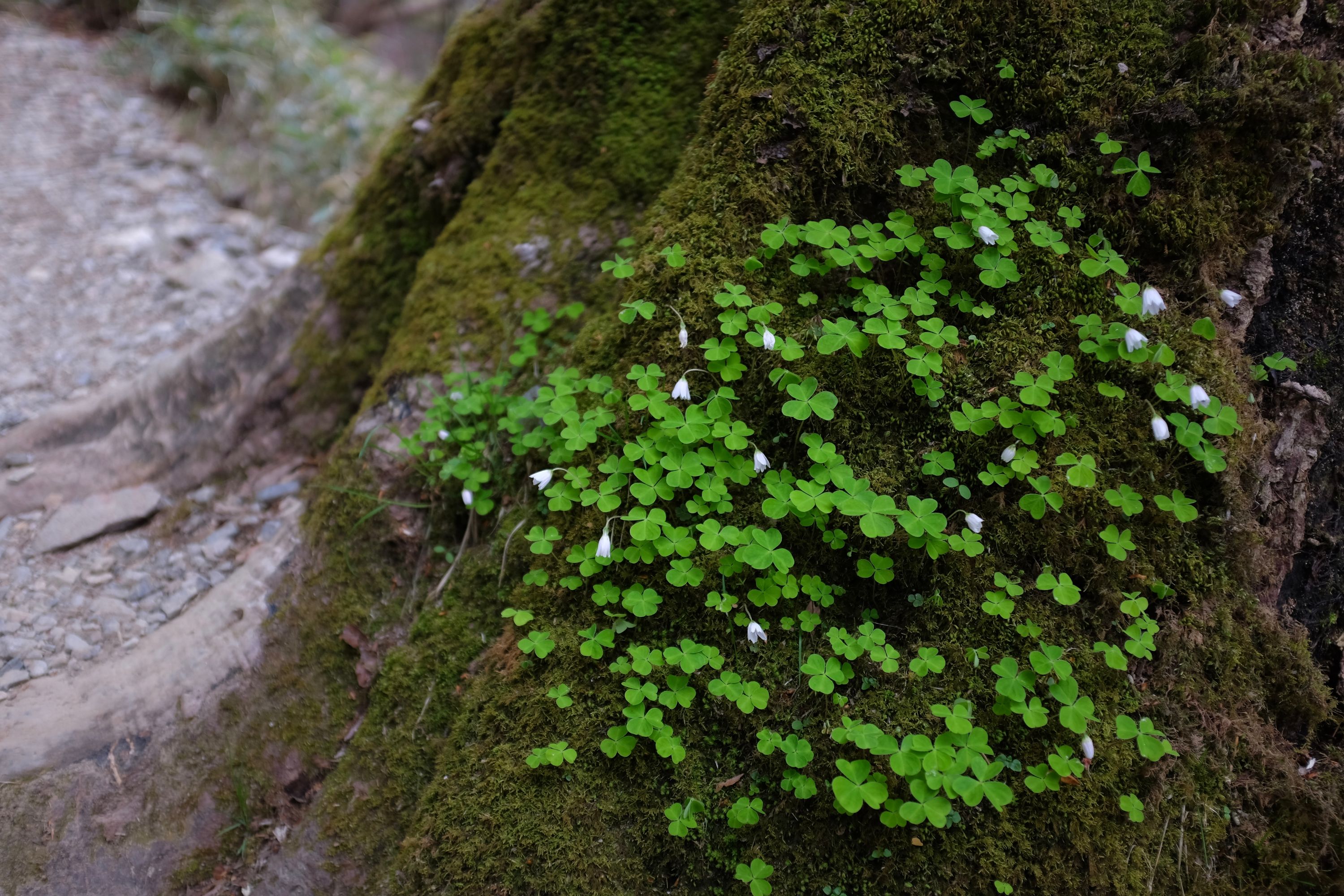 Clover and small white-pink flowers grow on the moss-covered trunk of a tree.