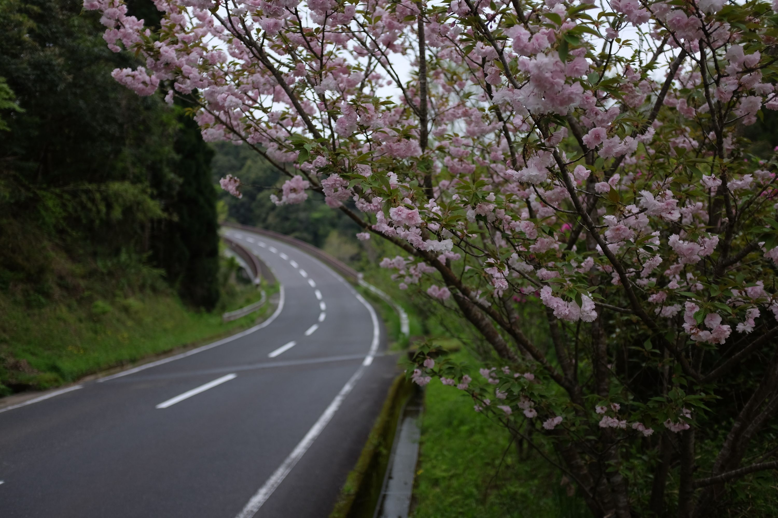 A small cherry tree in bloom by the side of a winding country road.