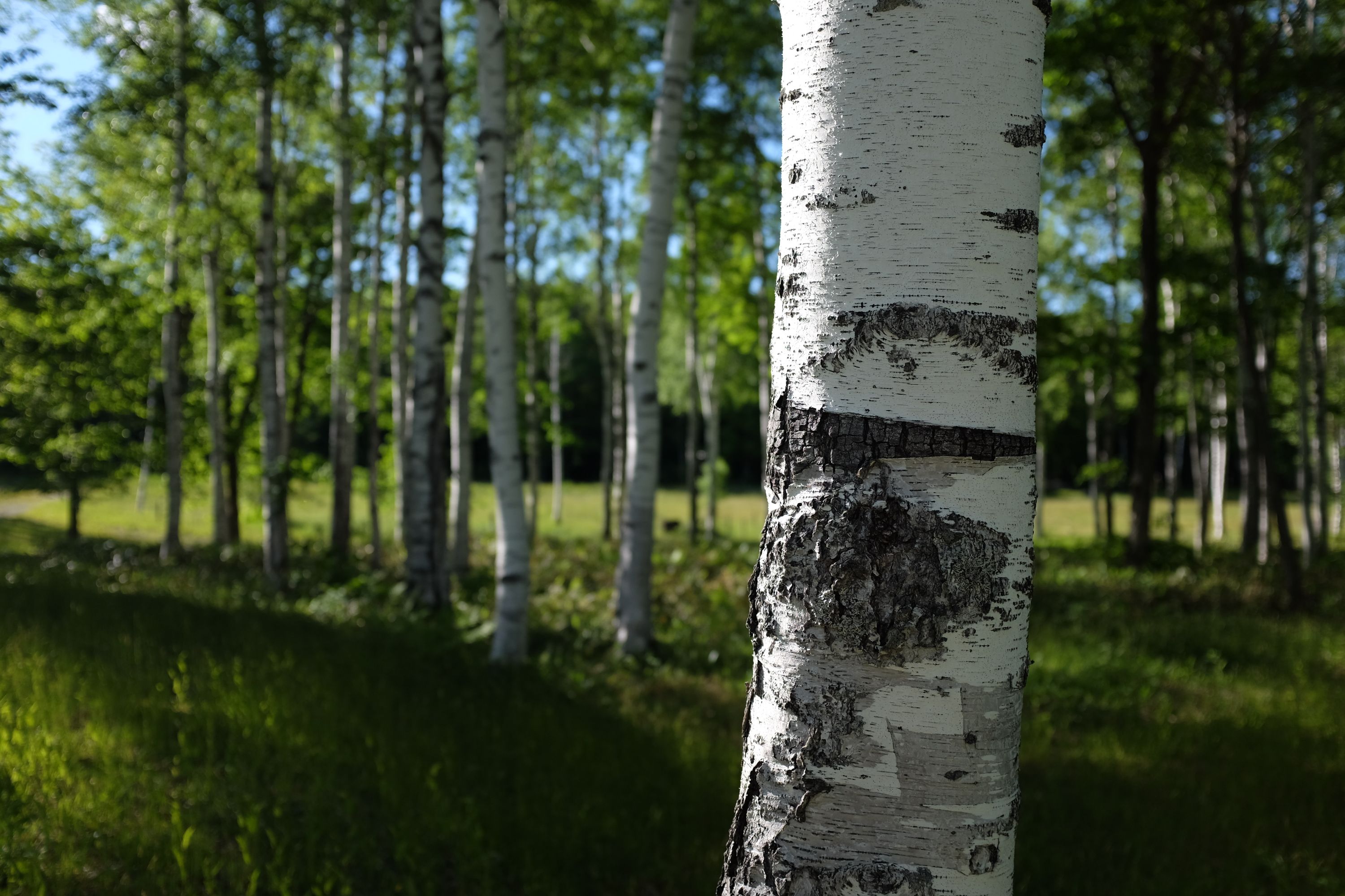 Closeup of a birch trunk in a birch forest in the afternoon light.