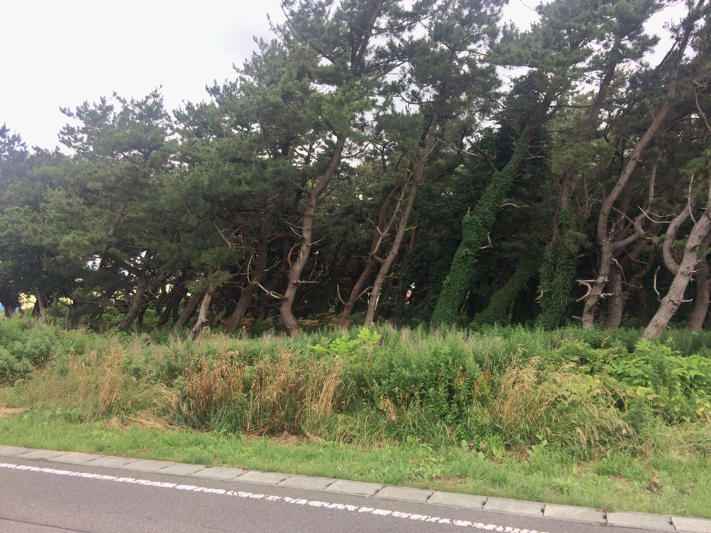 Trees by a road bent by the wind.