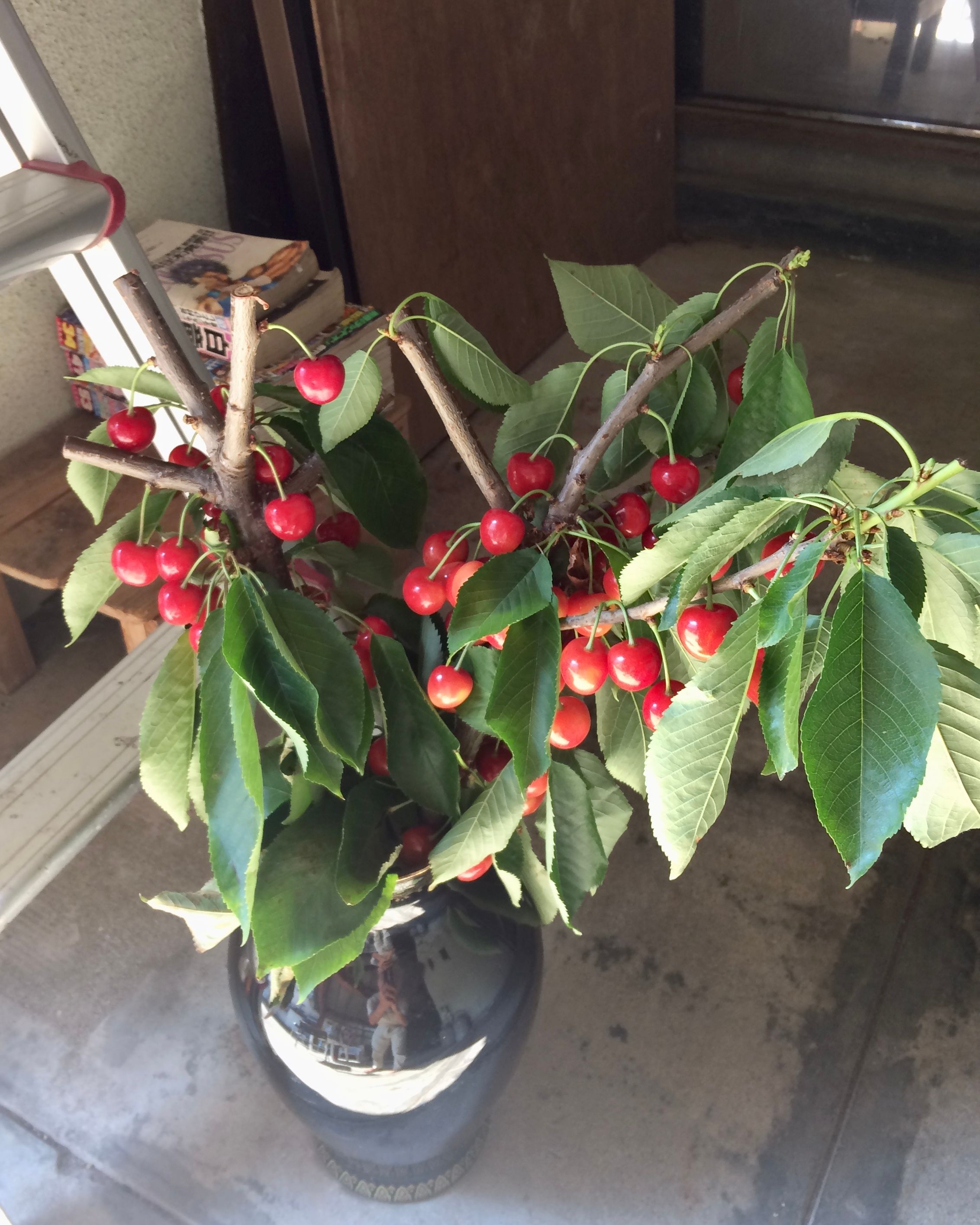 Cherry branches with fruit and leaves in a vase.