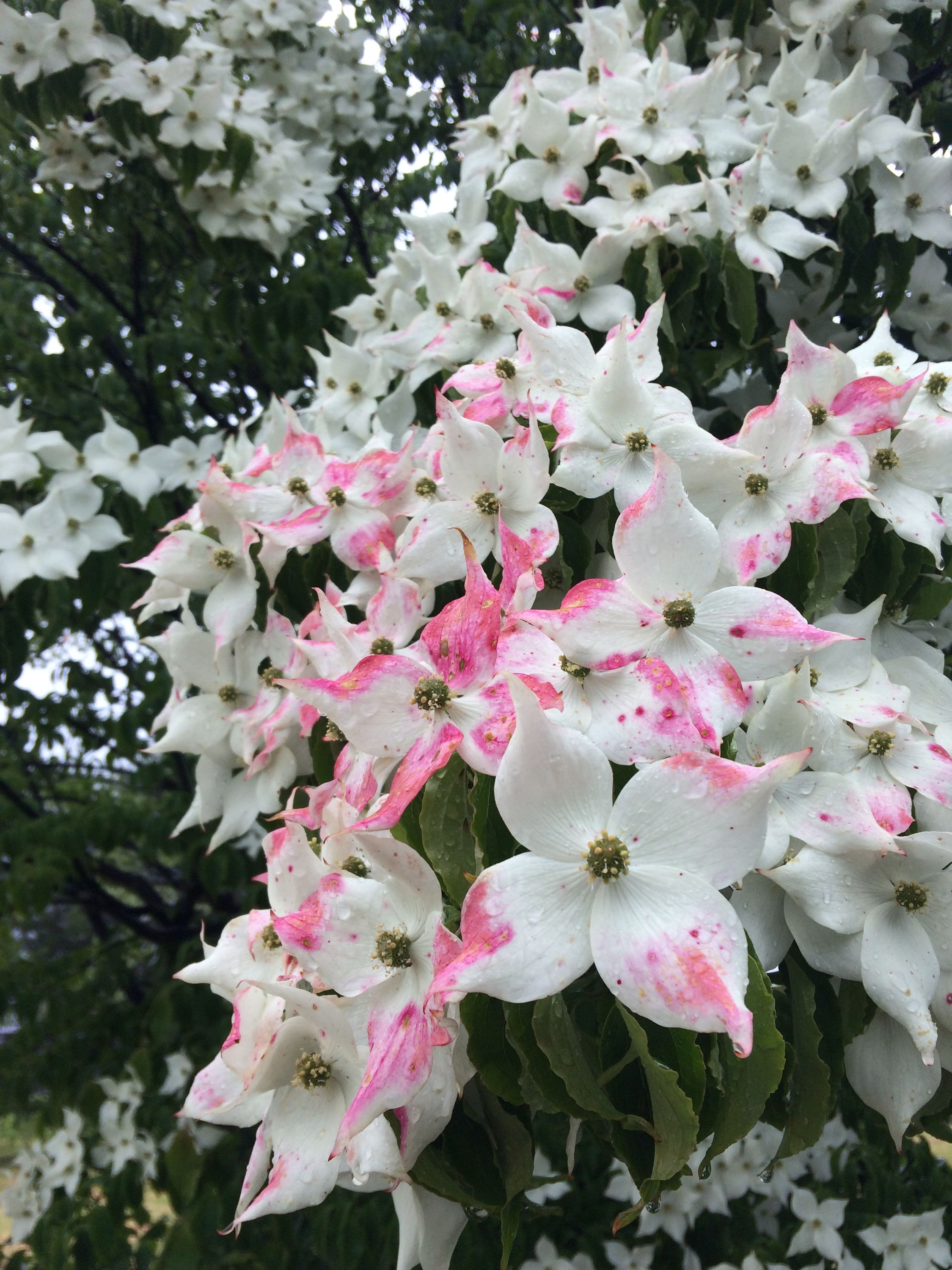 White and pink variegating flowers in the rain.