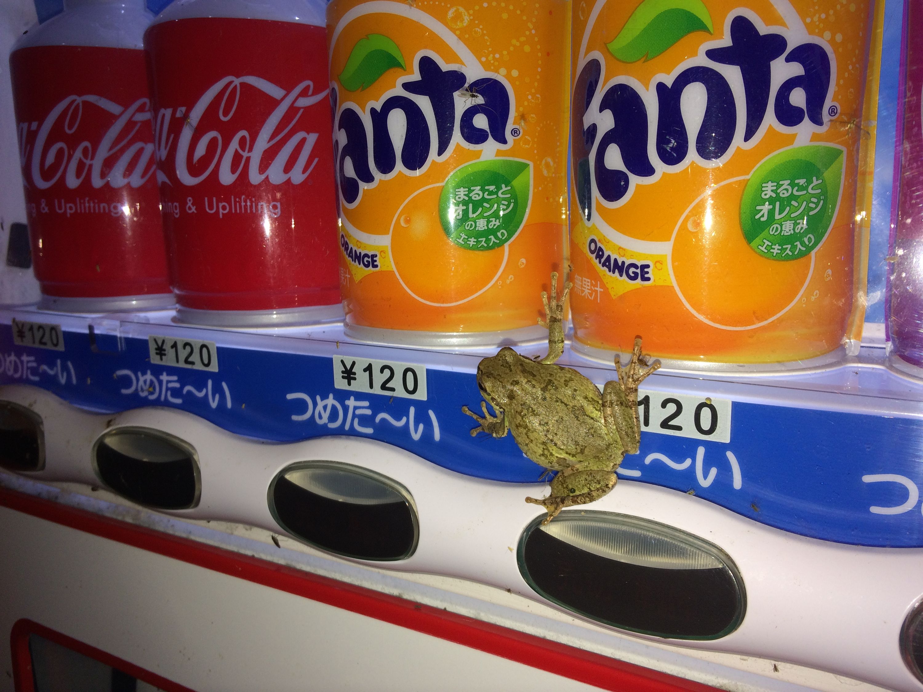 A large frog climbs across the display of a vending machine, showing cans of Coke and Fanta, in the darkness.