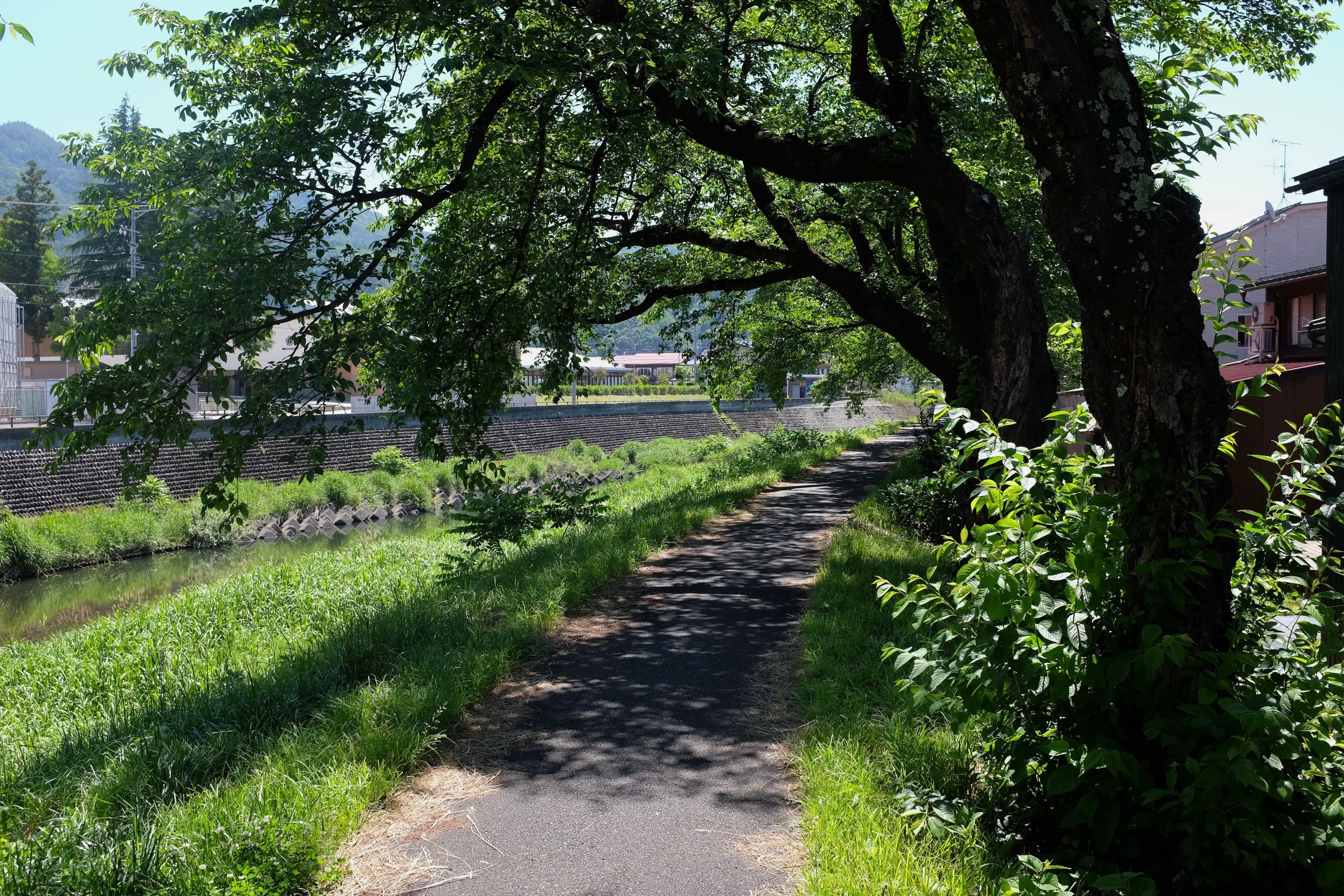 A path by a stream lined with large cherry trees.