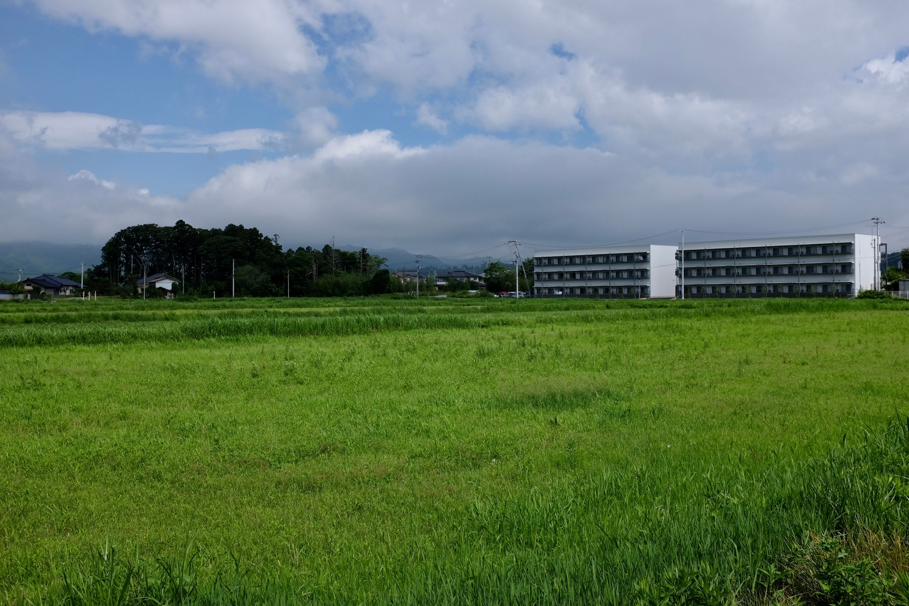 Bright green fields where houses used to stand before the tsunami.