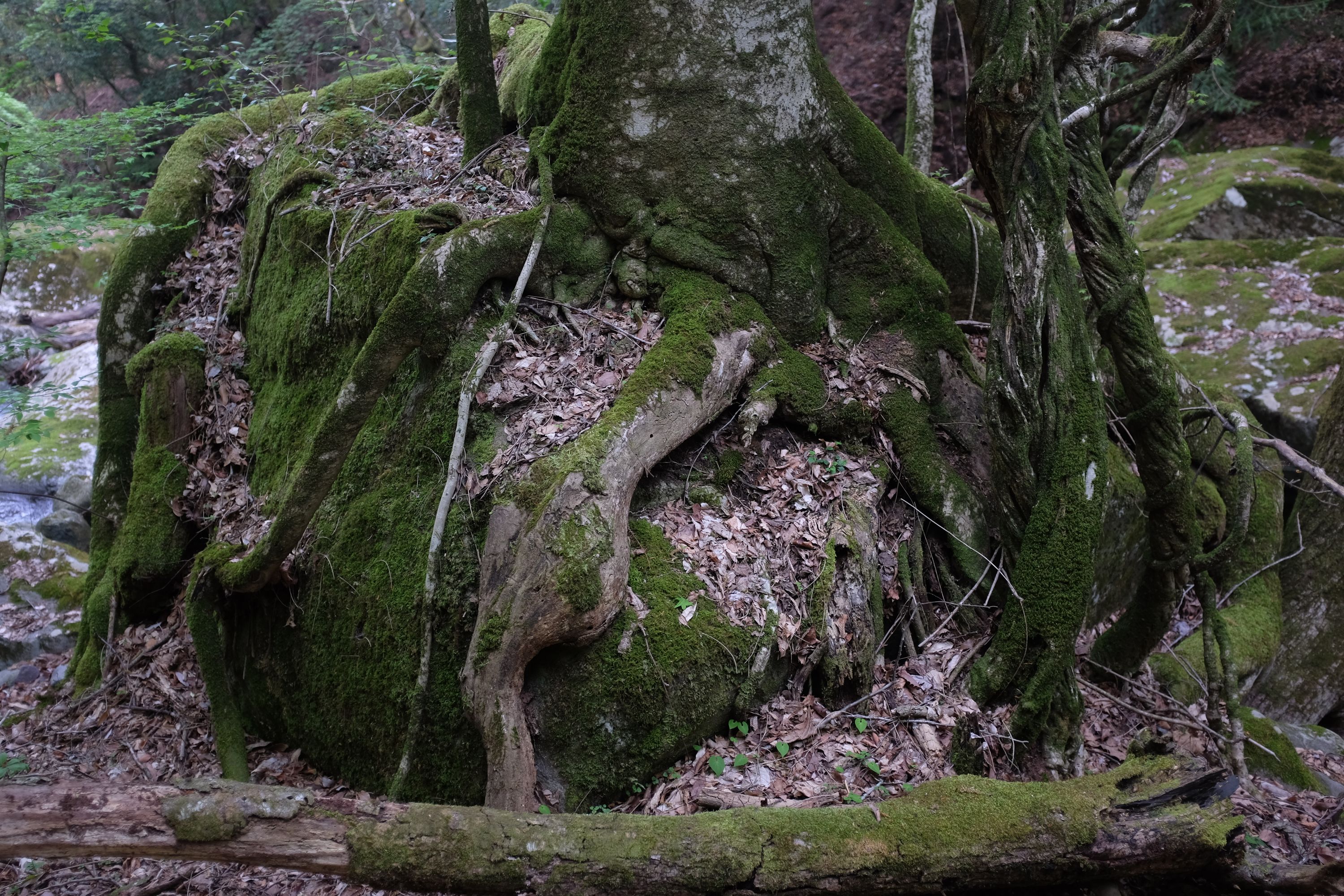 The roots of a tree hug a boulder.