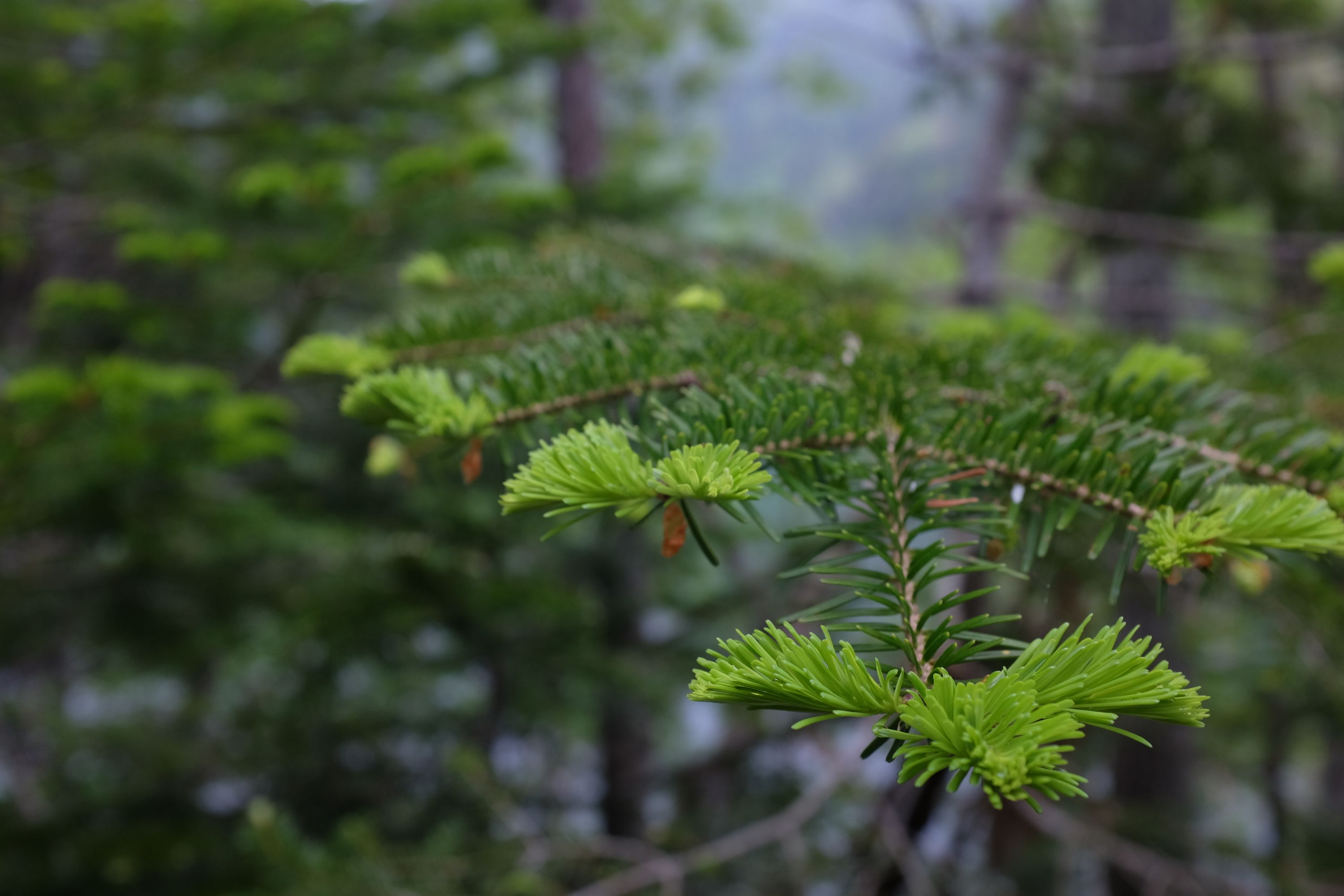Closeup of the fresh shoots of a spruce tree.