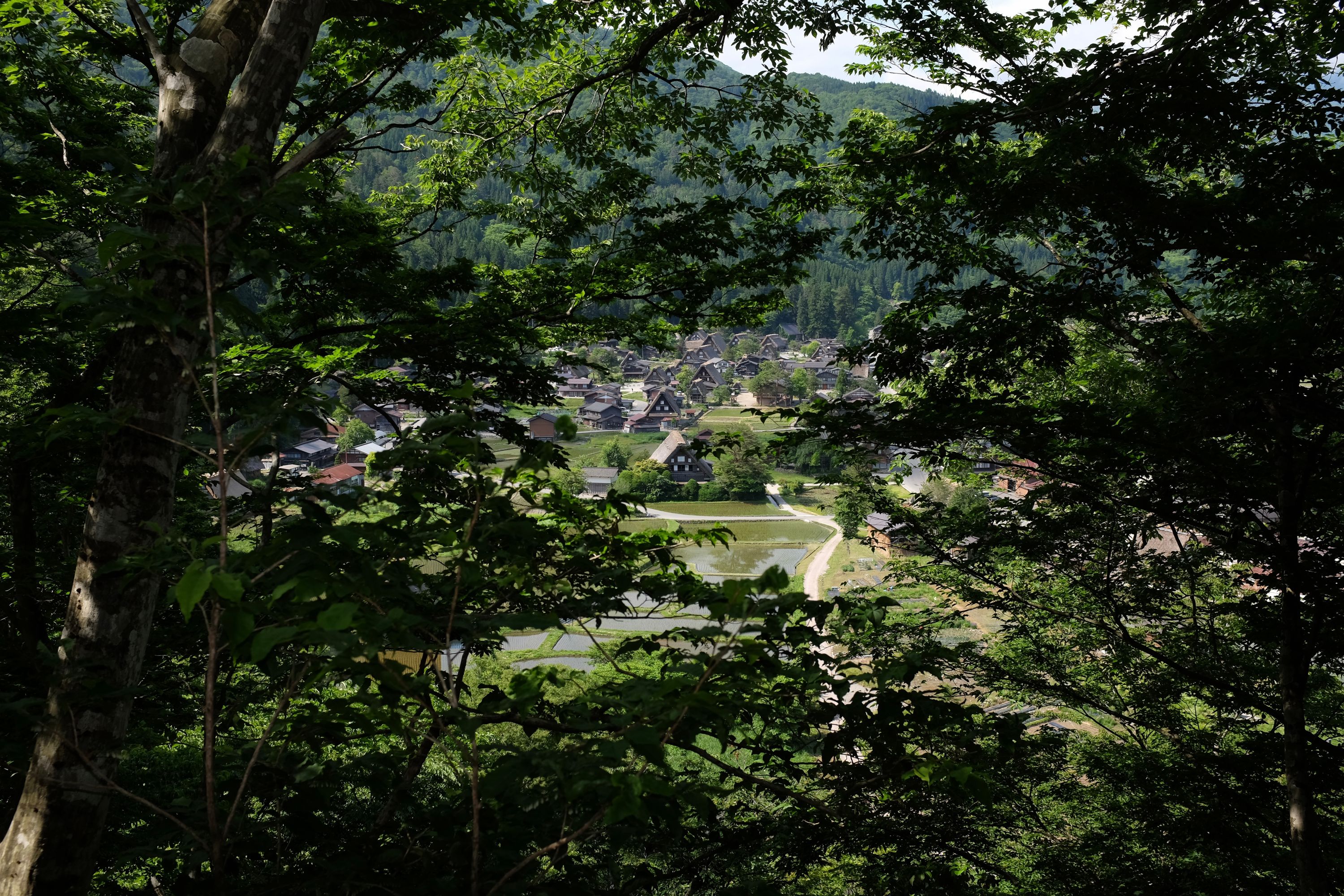 View of the village of Ogimachi through foliage.