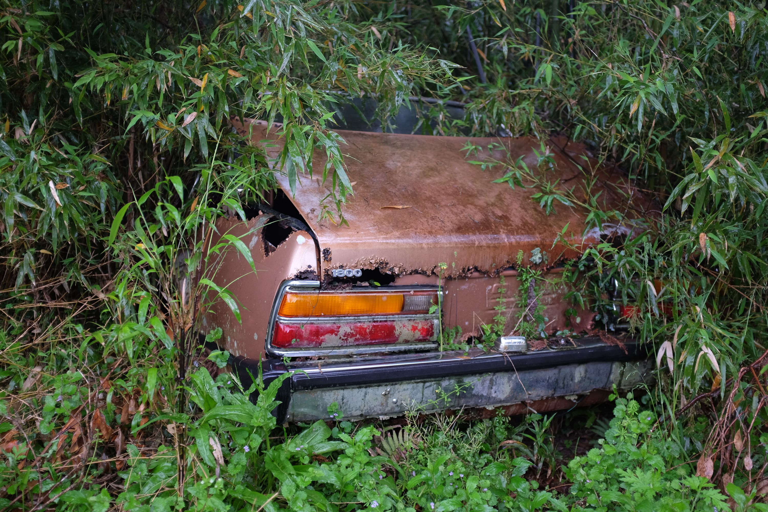 A rusty, abandoned car submerged in the wet undergrowth.