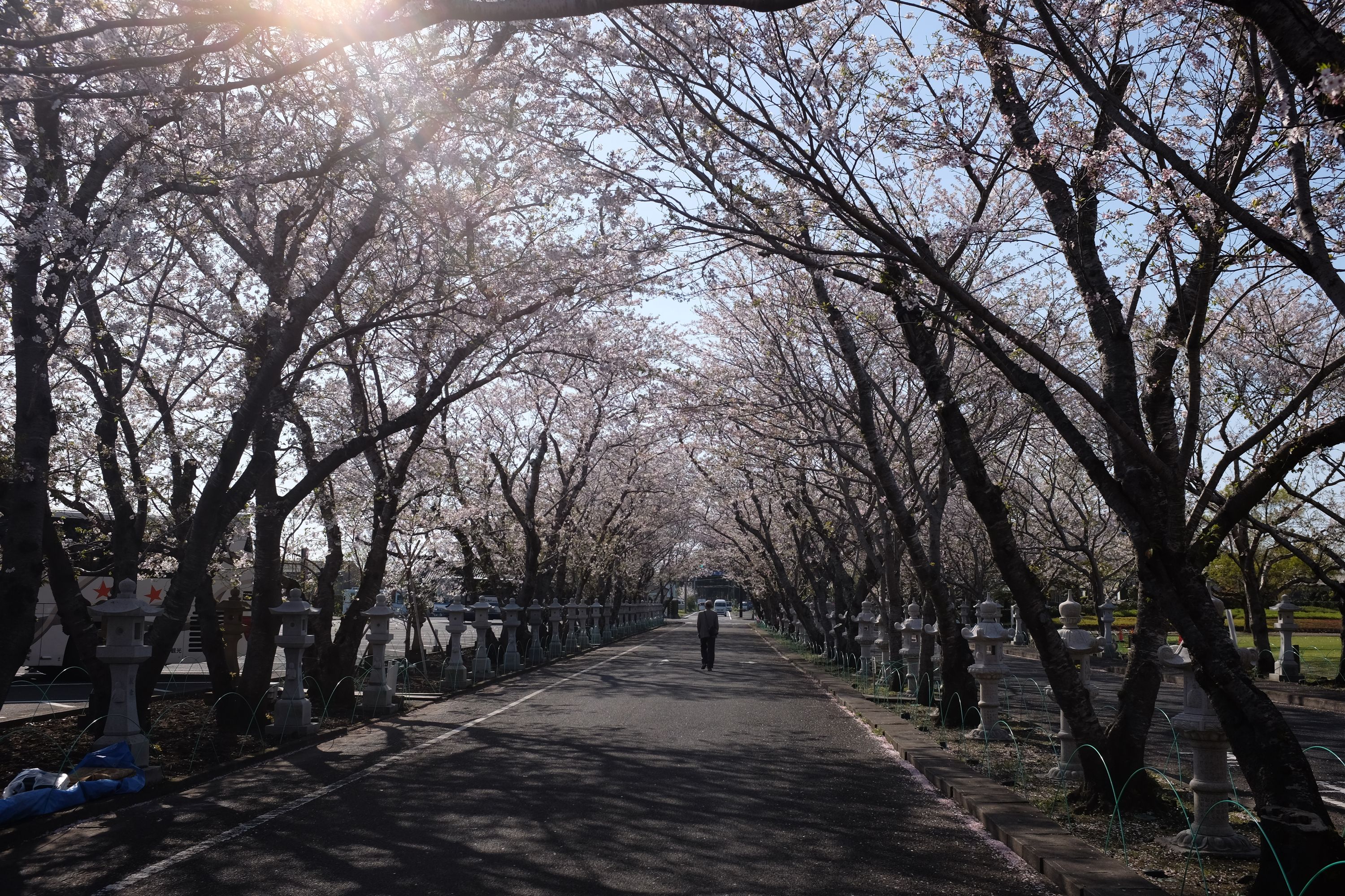 A man walks down an avenue of cherry blossoms in the afternoon sun.