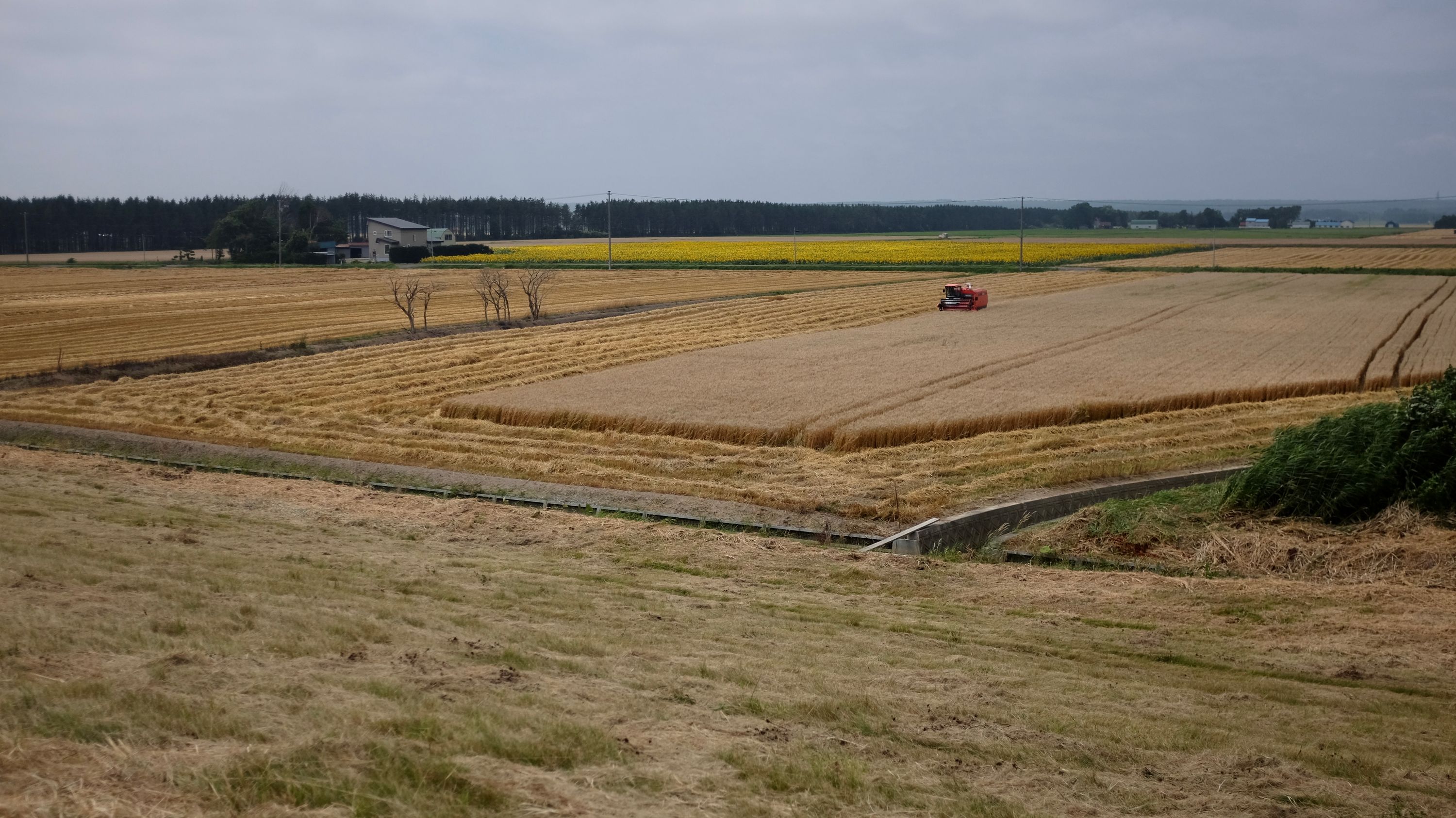 A combined harvester works on a wheat field.