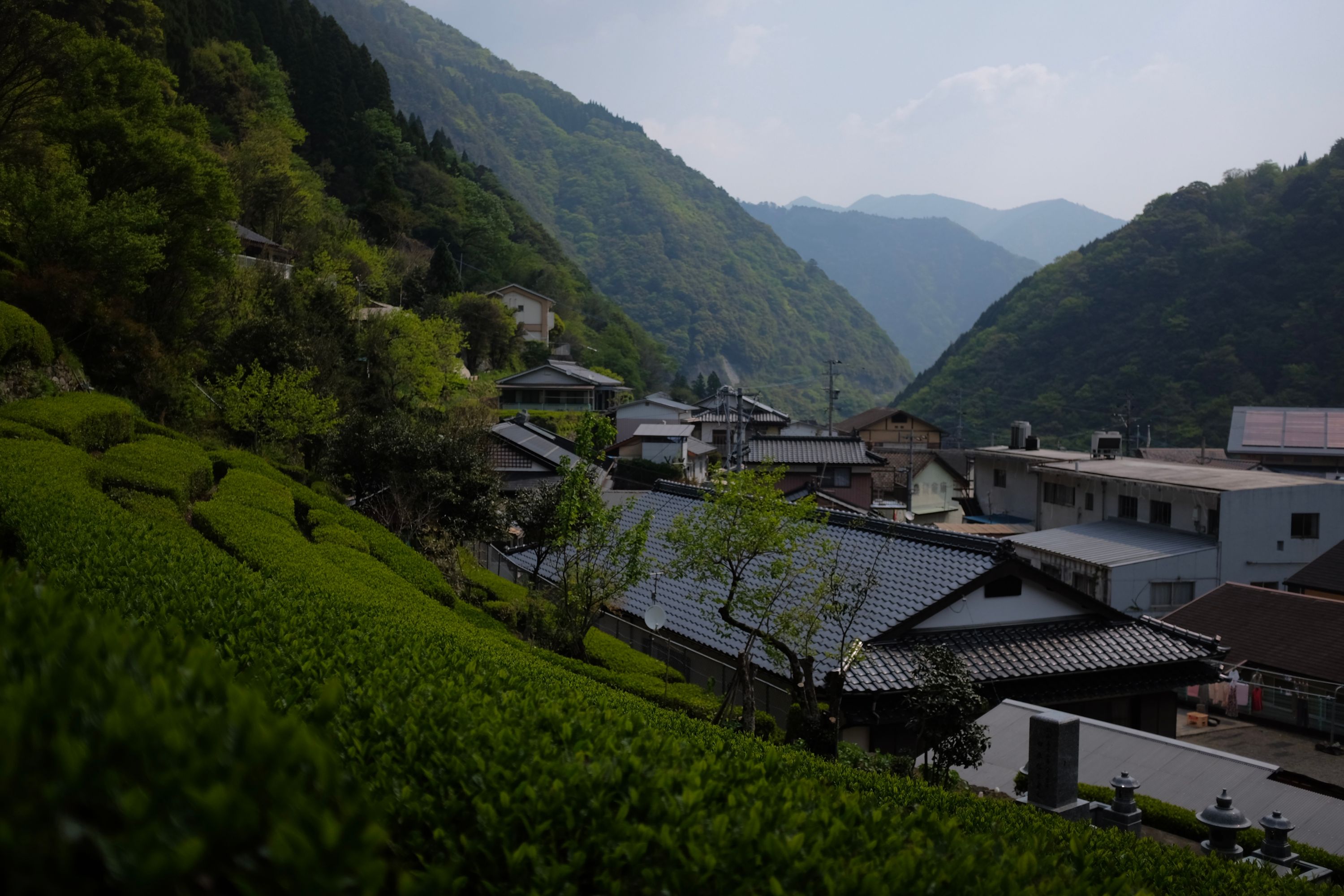 Tea garden in Shiiba, Miyazaki. Photo: Peter Orosz