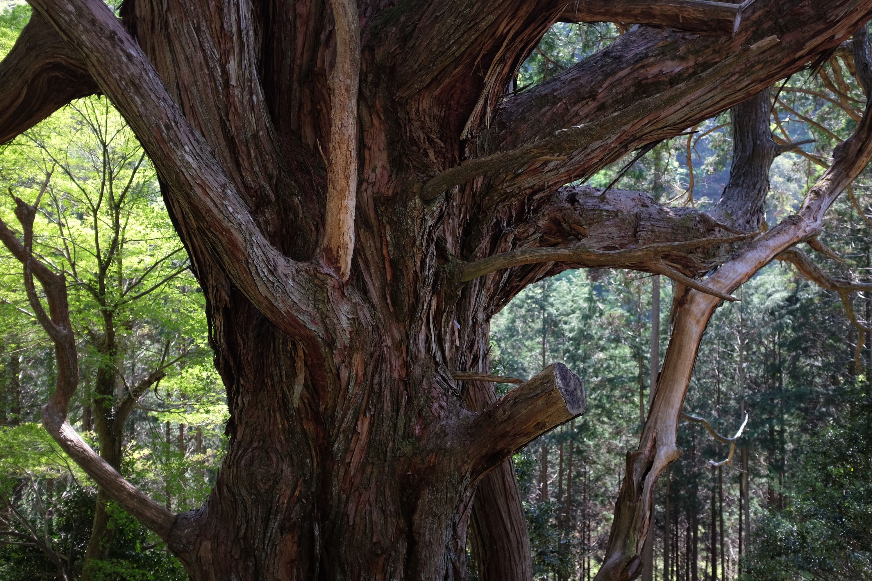 Branches of the Ōkubo Cypress, Shiiba, Miyazaki. Photo: Peter Orosz