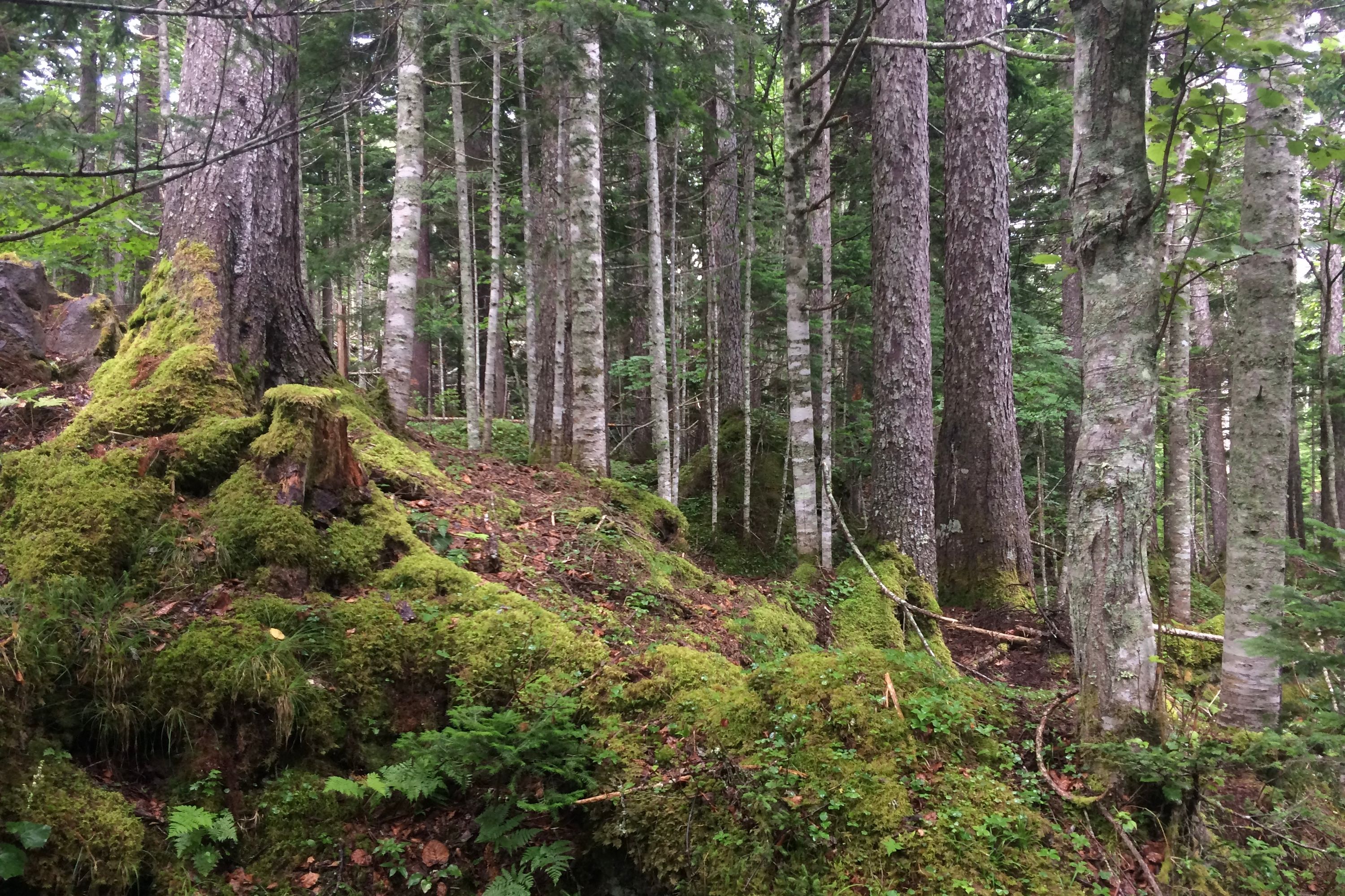 A forest of birch and fir.