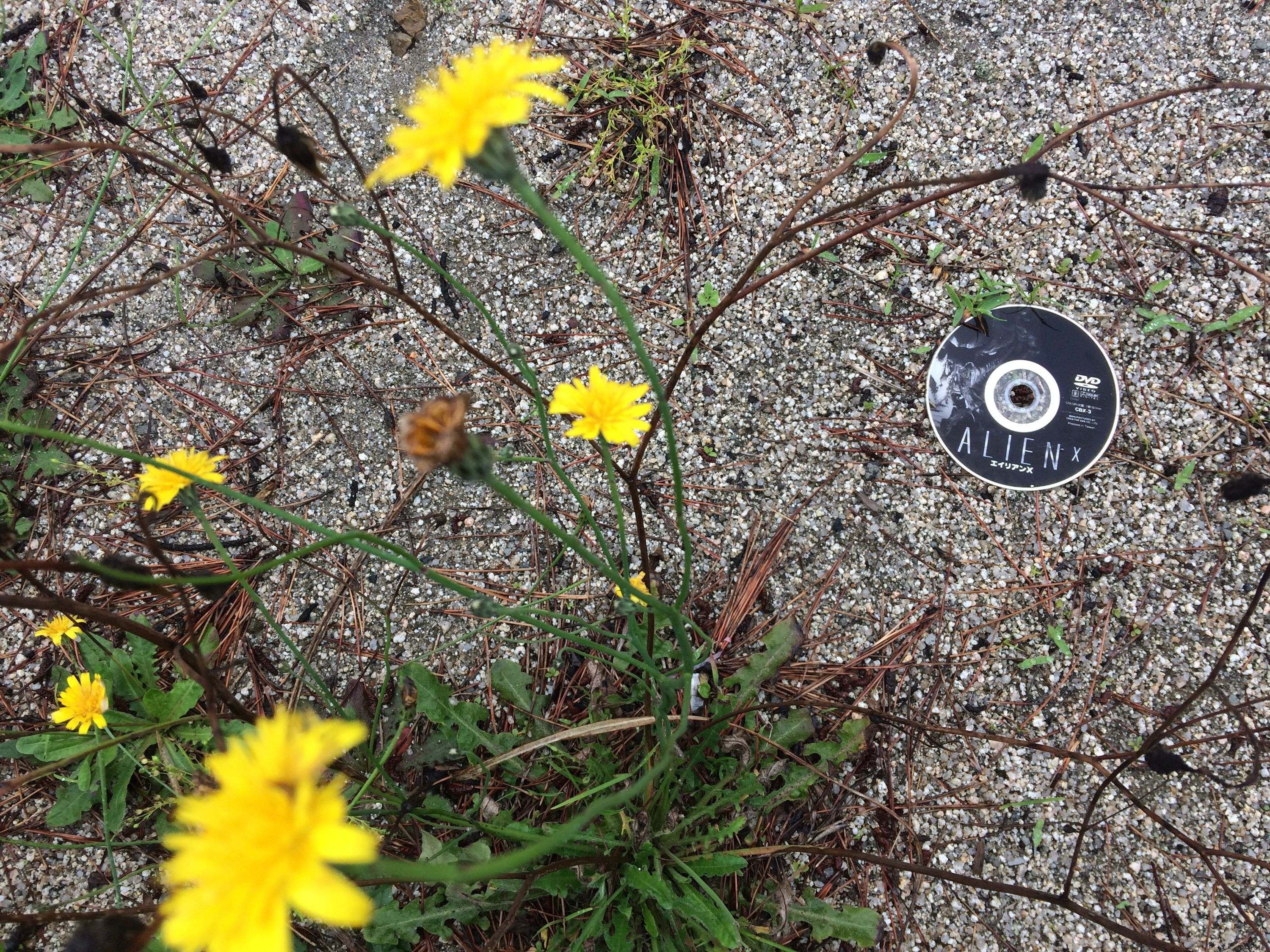 Yellow flowers and an abandoned DVD titled “Alien X” on the beach.