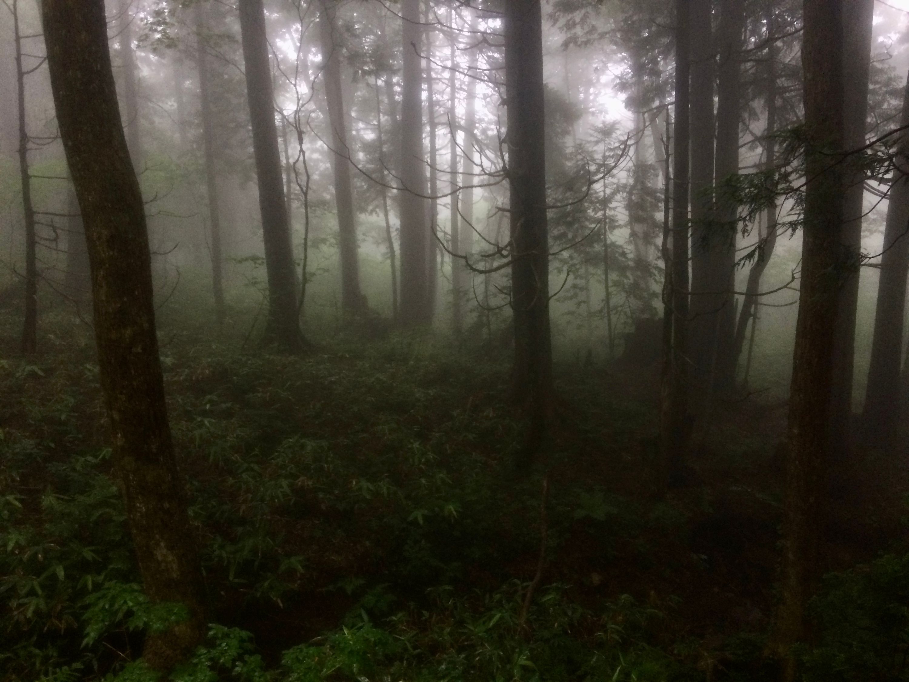 A dark, foggy cedar forest.