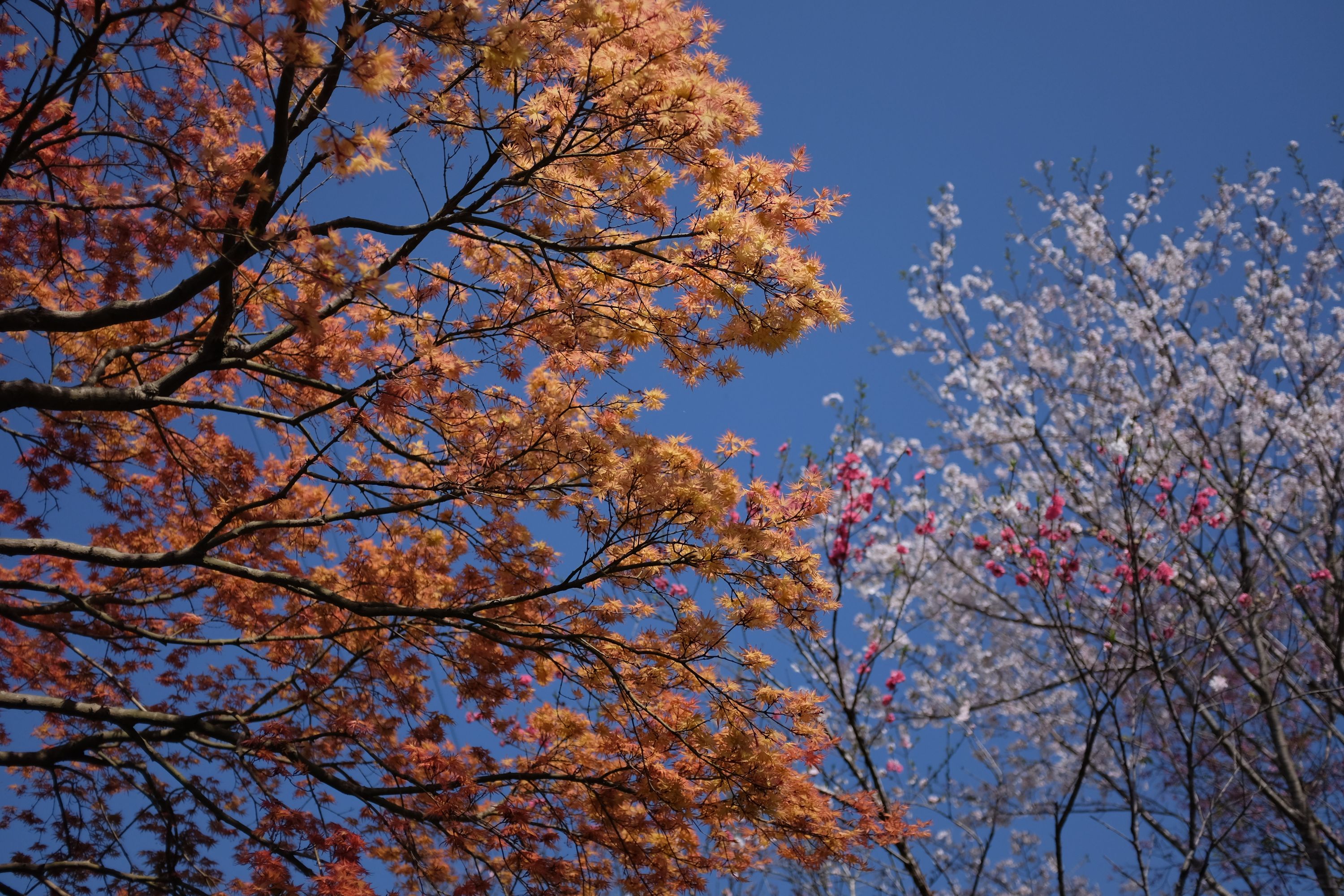 Looking up at trees blooming in various colors against a blue sky.