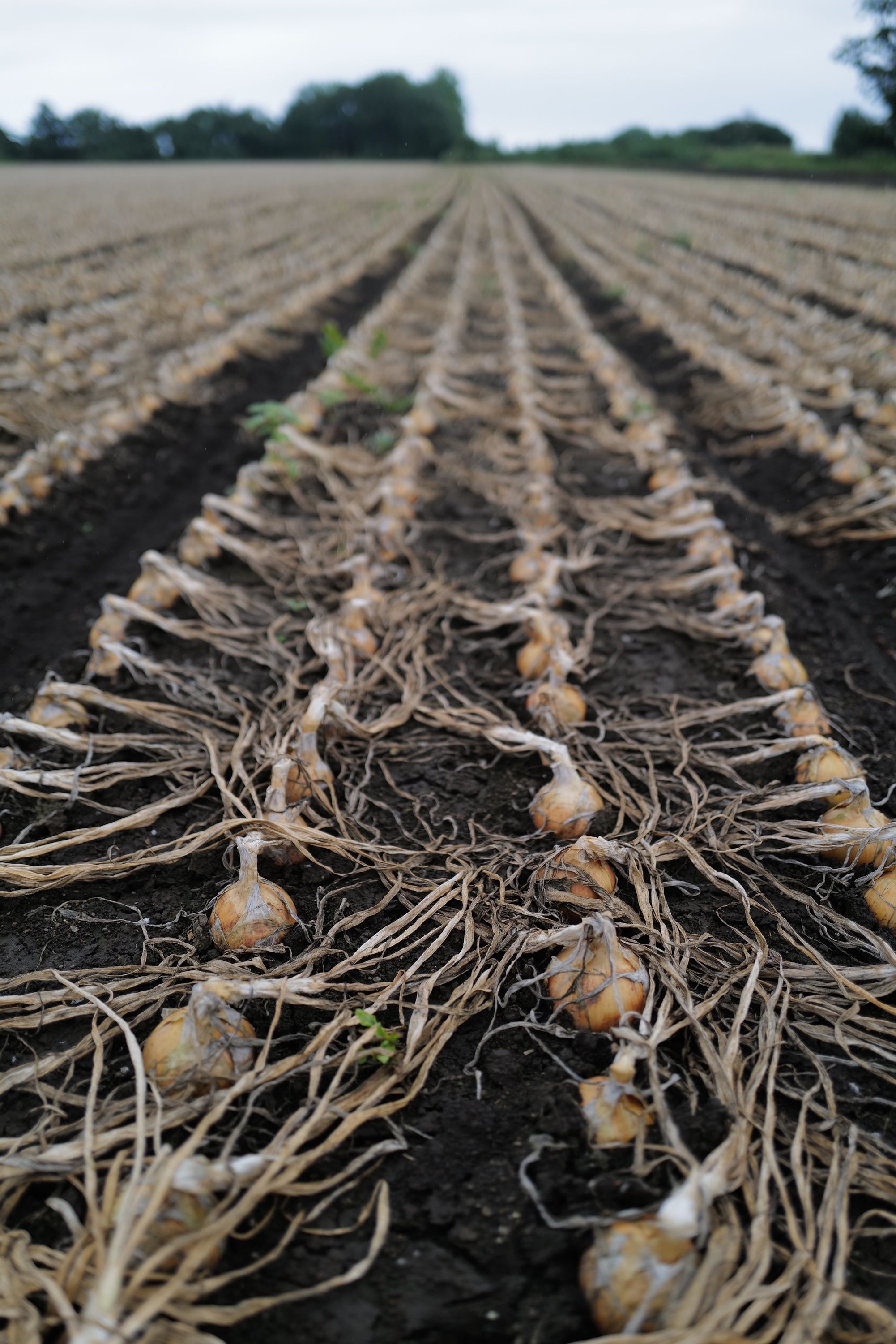 Closeup of rows of onions ready to be harvested