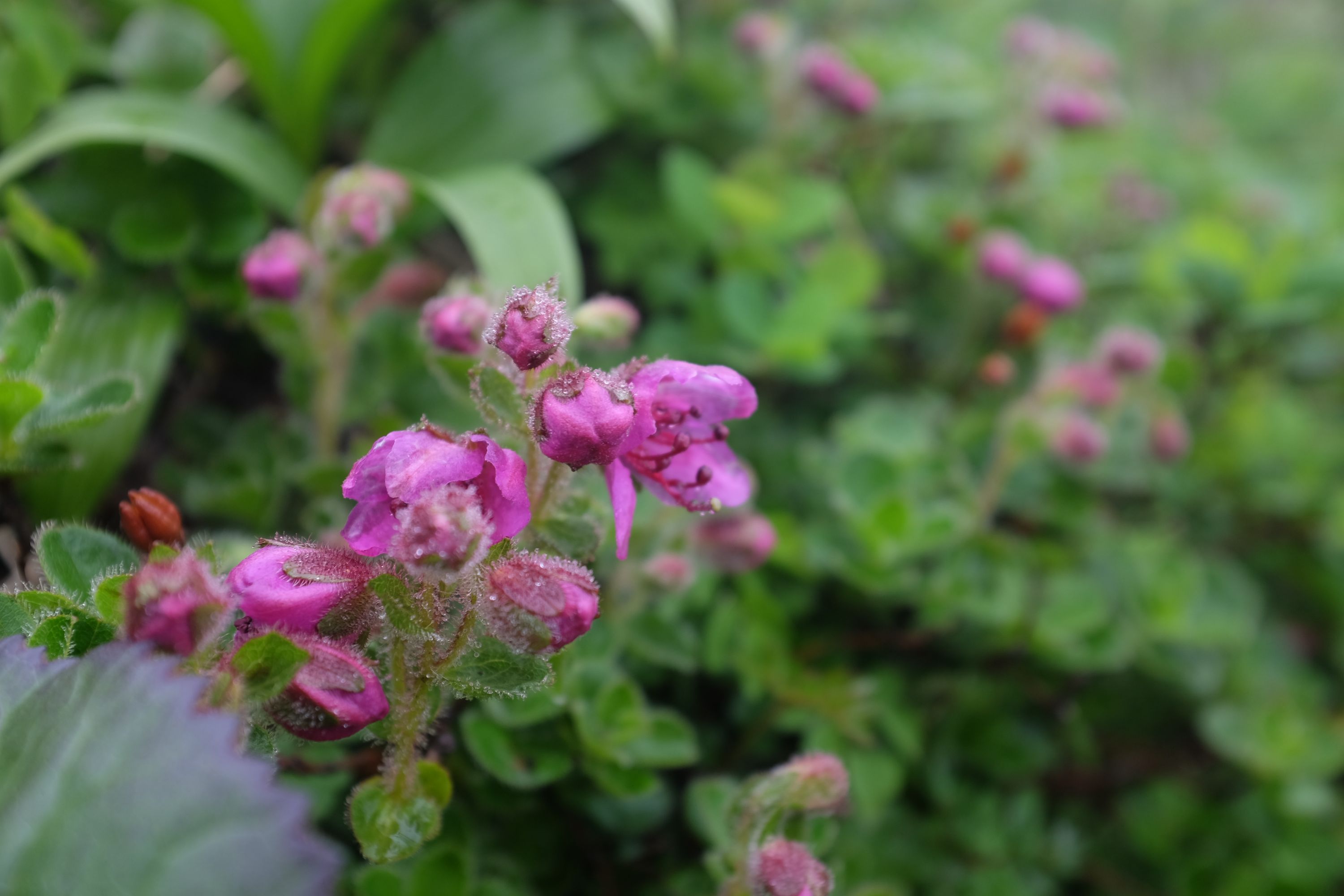 Tiny pink roses covered in morning dew.