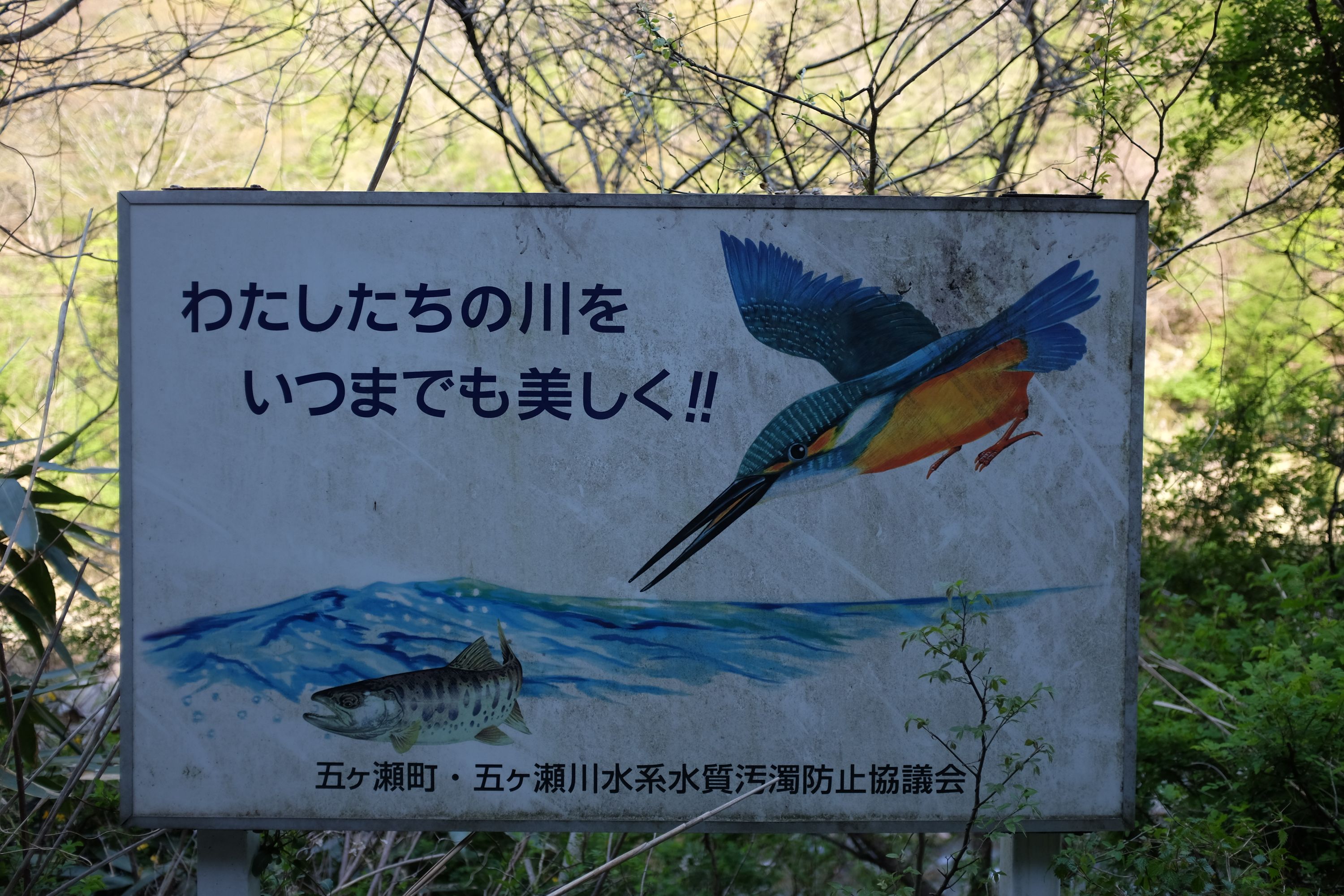 A sign shows a kingfisher diving for a trout.