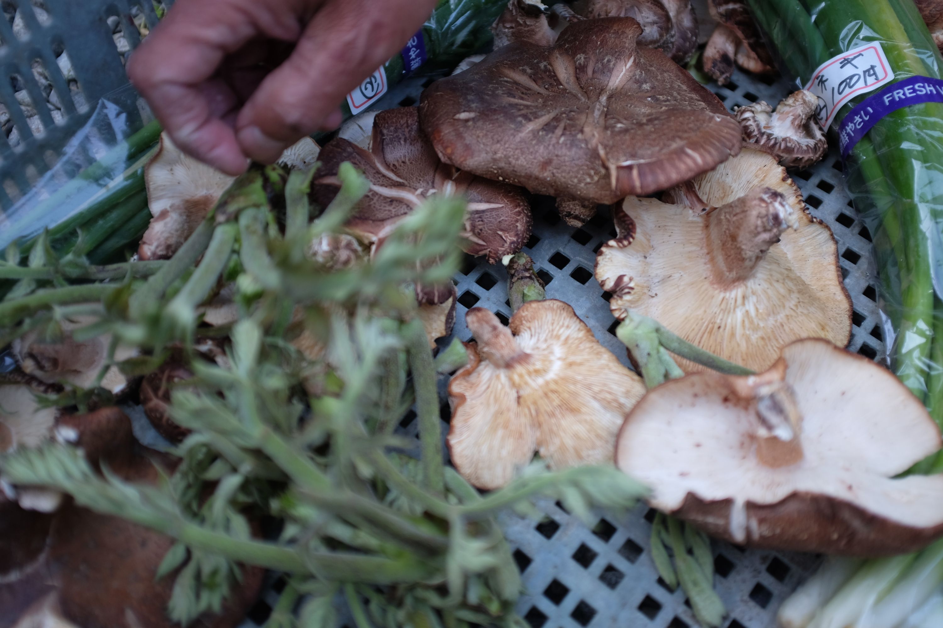Fresh greens and mushrooms in Shiiba, Miyazaki. Photo: Peter Orosz