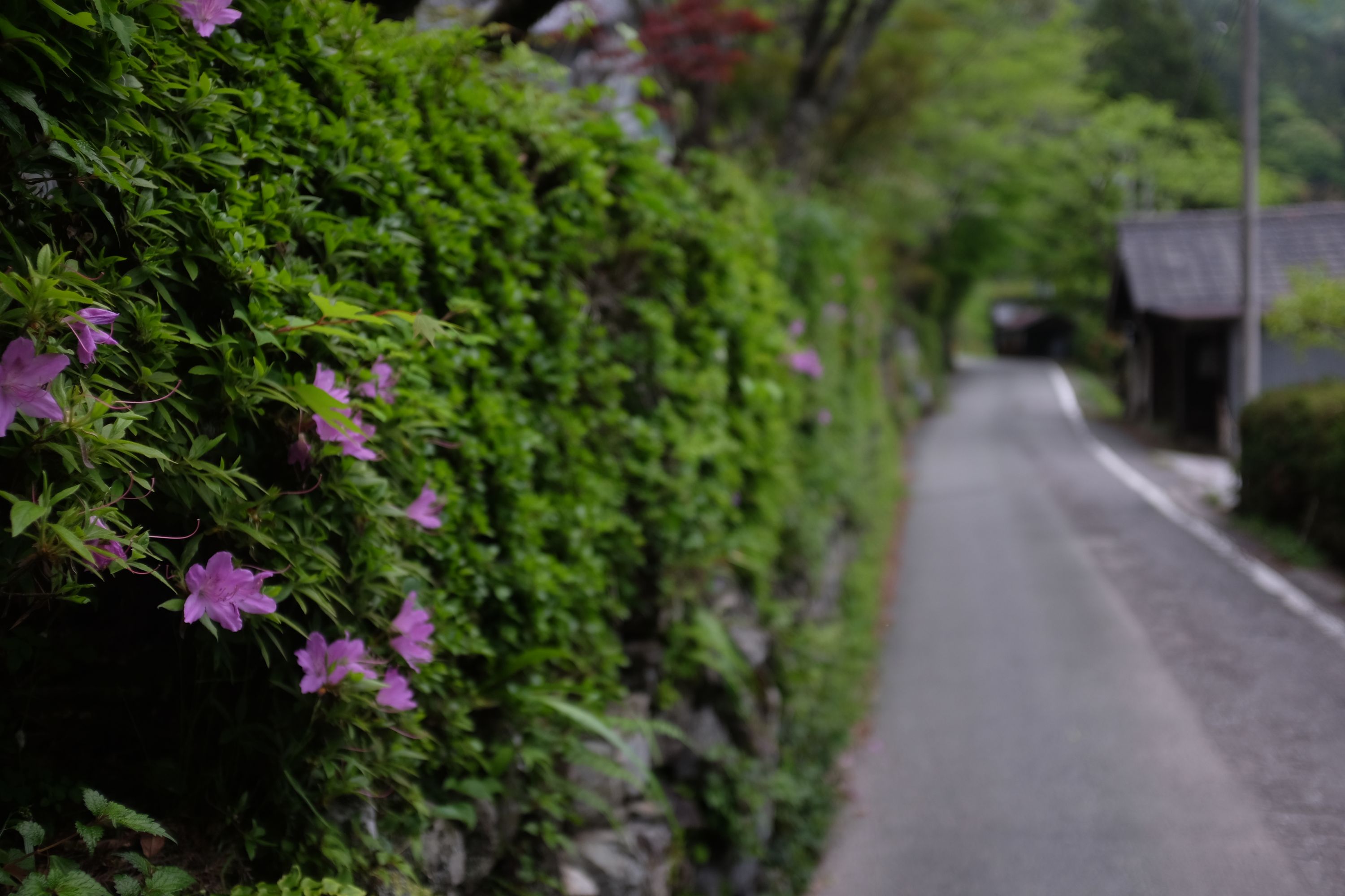 A village road flanked by a rock wall covered in moss and pink flowers.