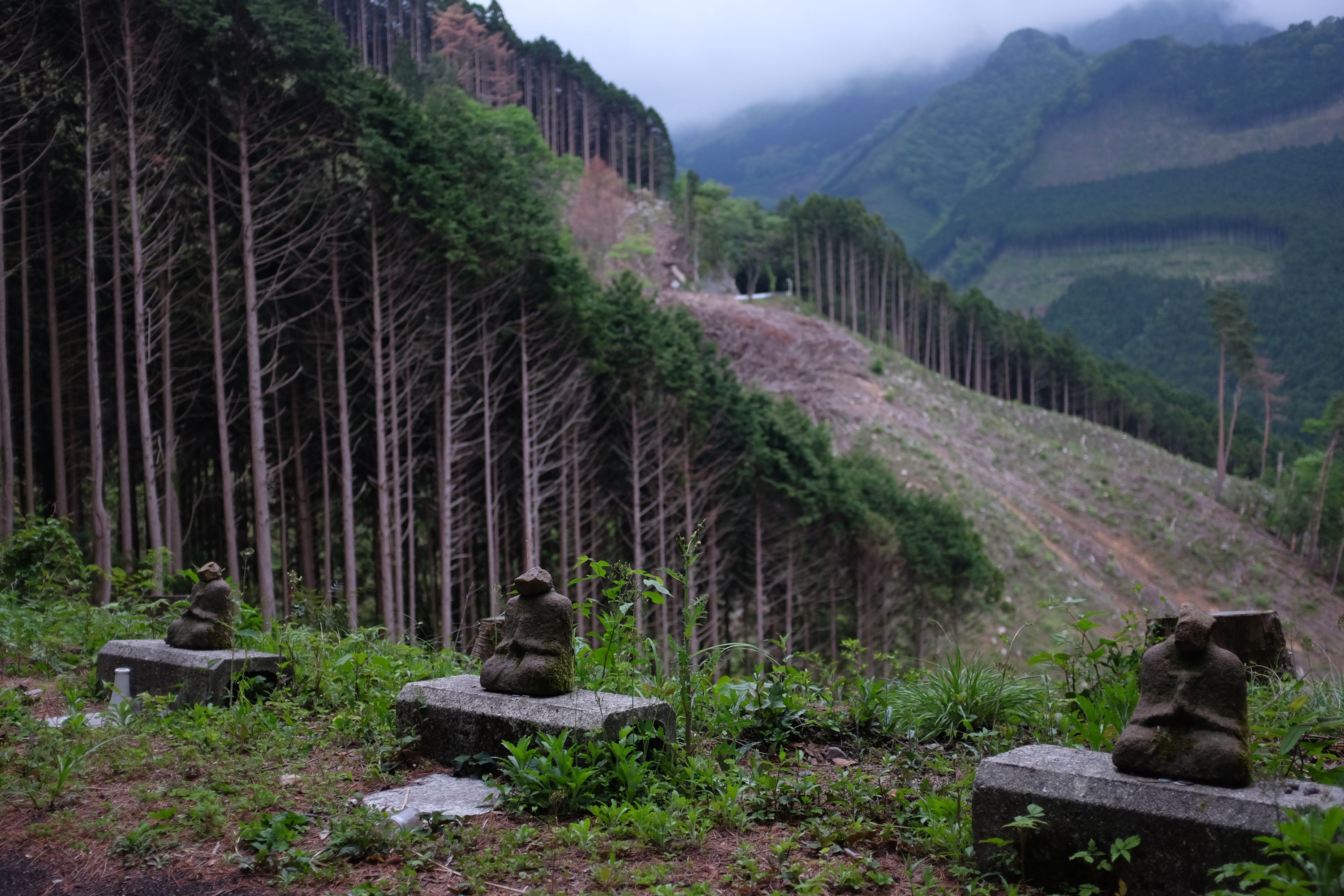 Three battered Buddhist roadside deities in front of heavily logged hillsides.