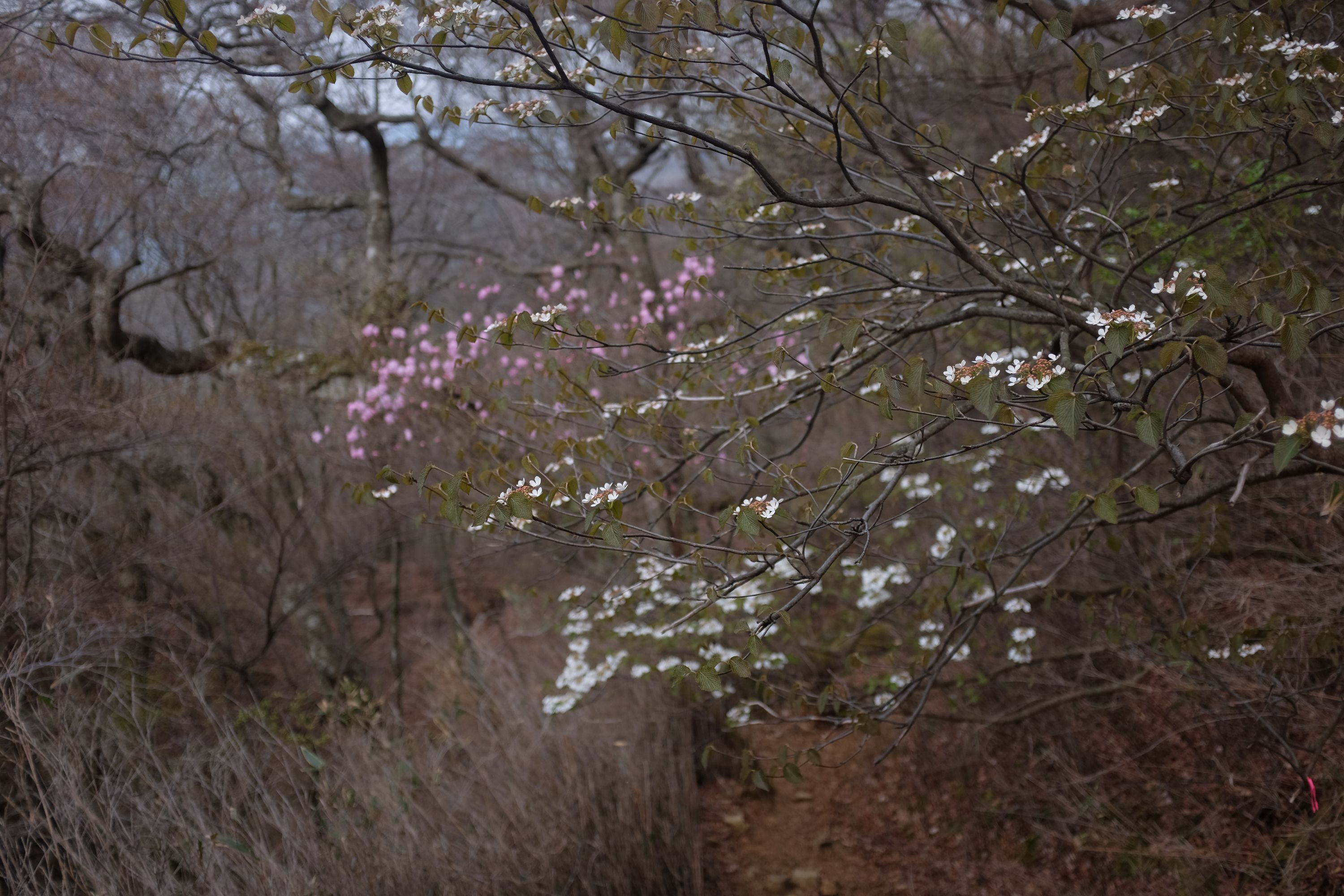 Trees in white and pink bloom in a forest.