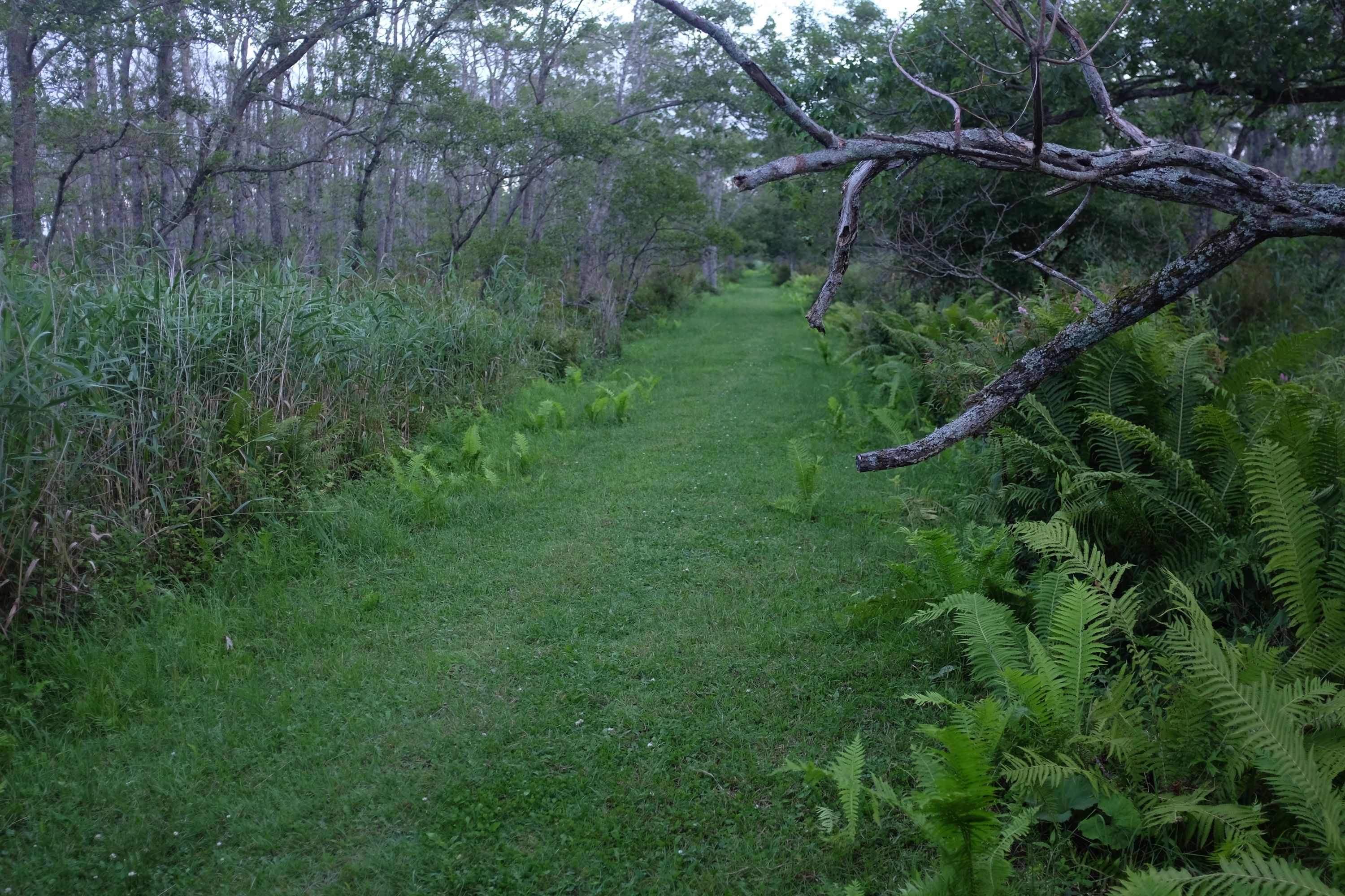 A straight, grassy trail leads through a thin forest.