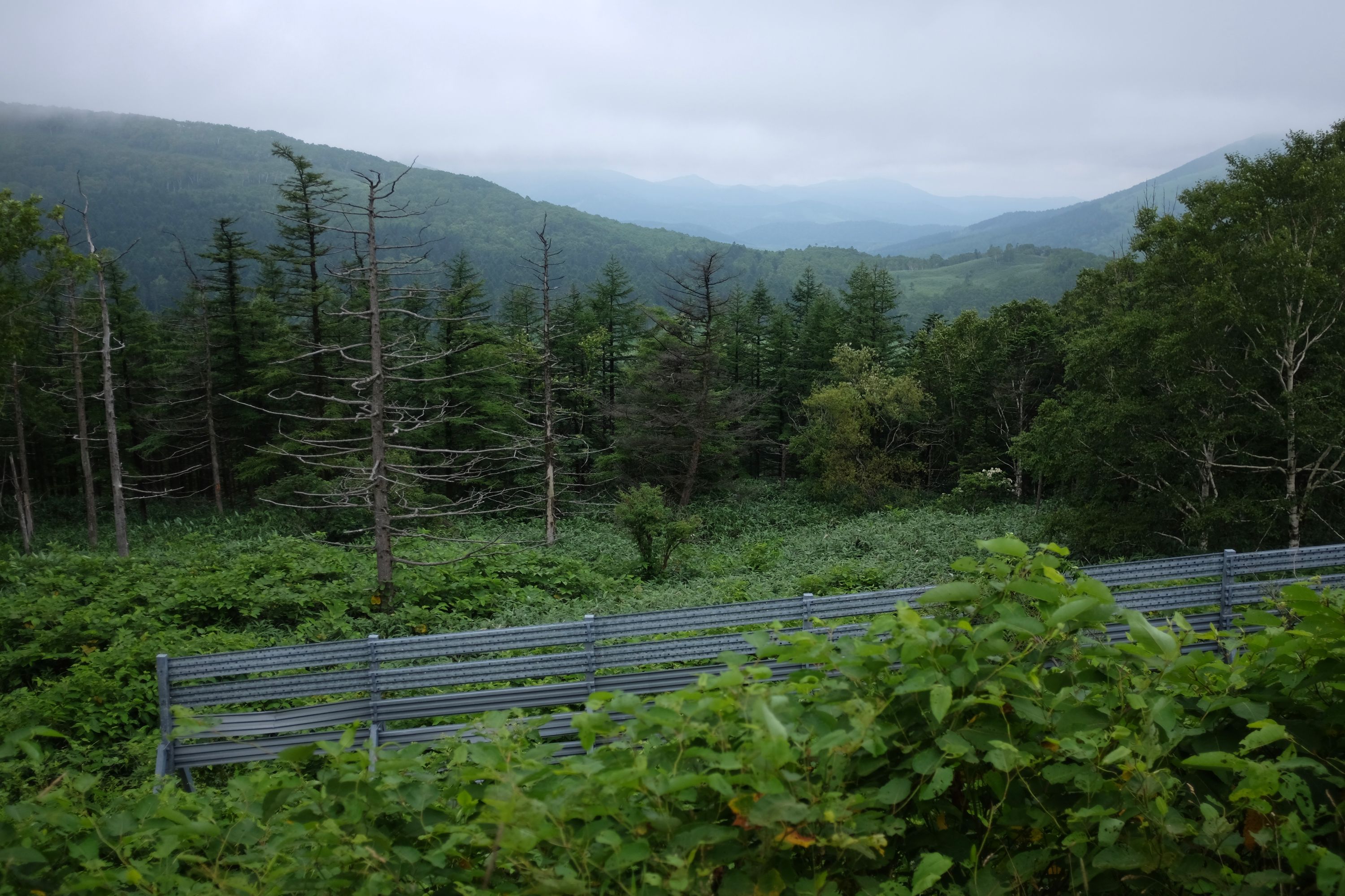 Panorama of a wooded, hilly landscape under grey clouds.