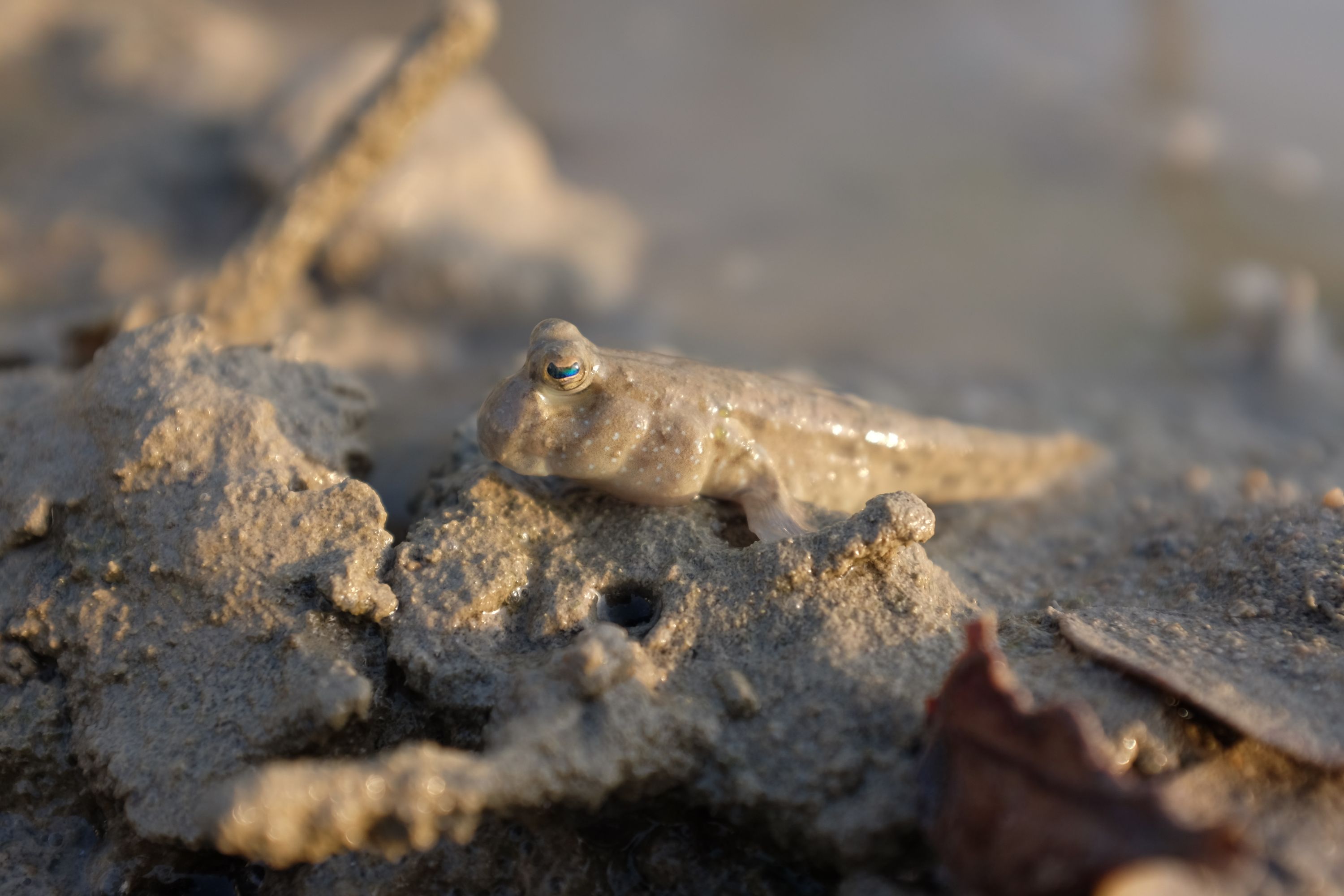 Closeup of a mudskipper in the mud.