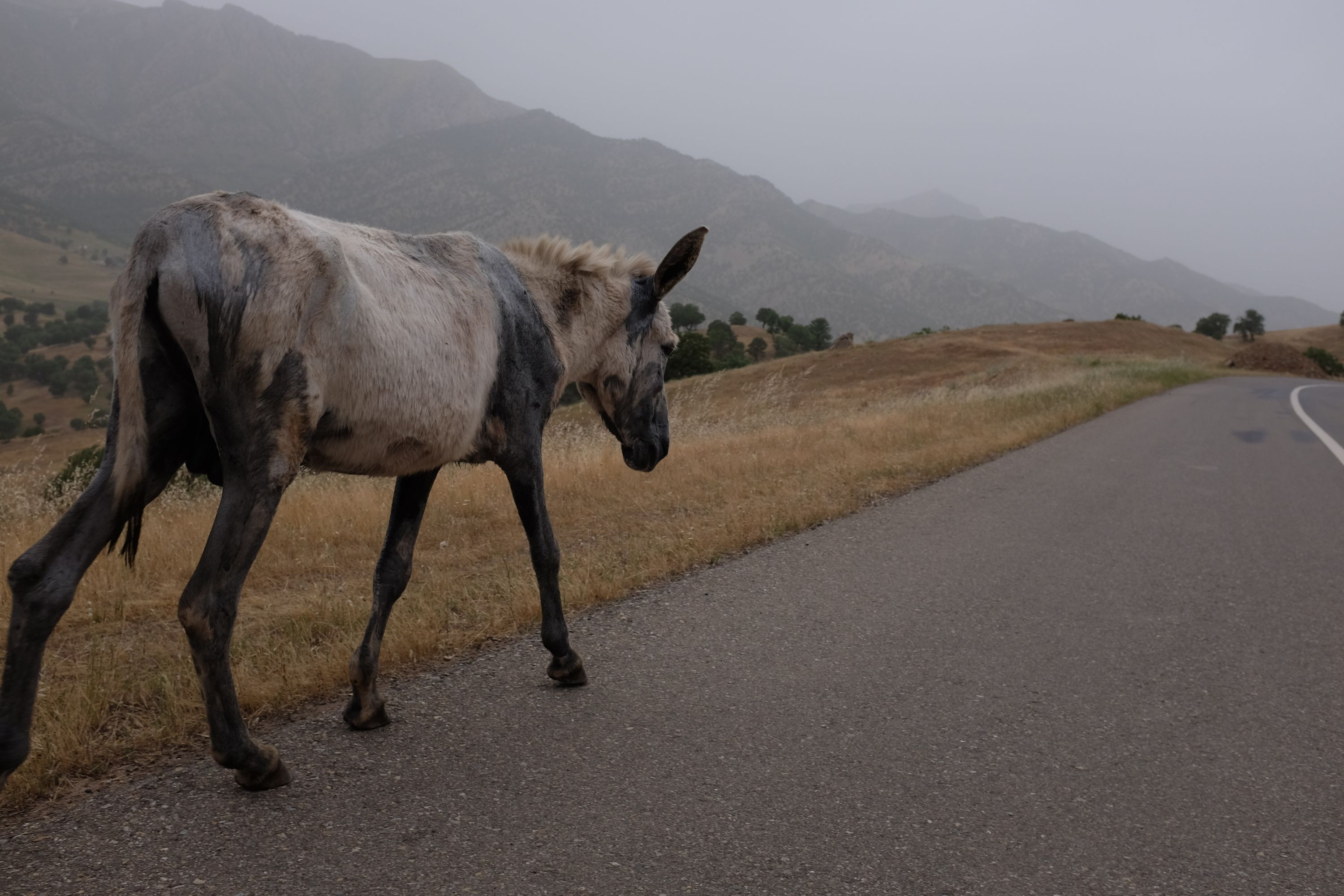 A mule walks down a deserted asphalt road in a hilly countryside.