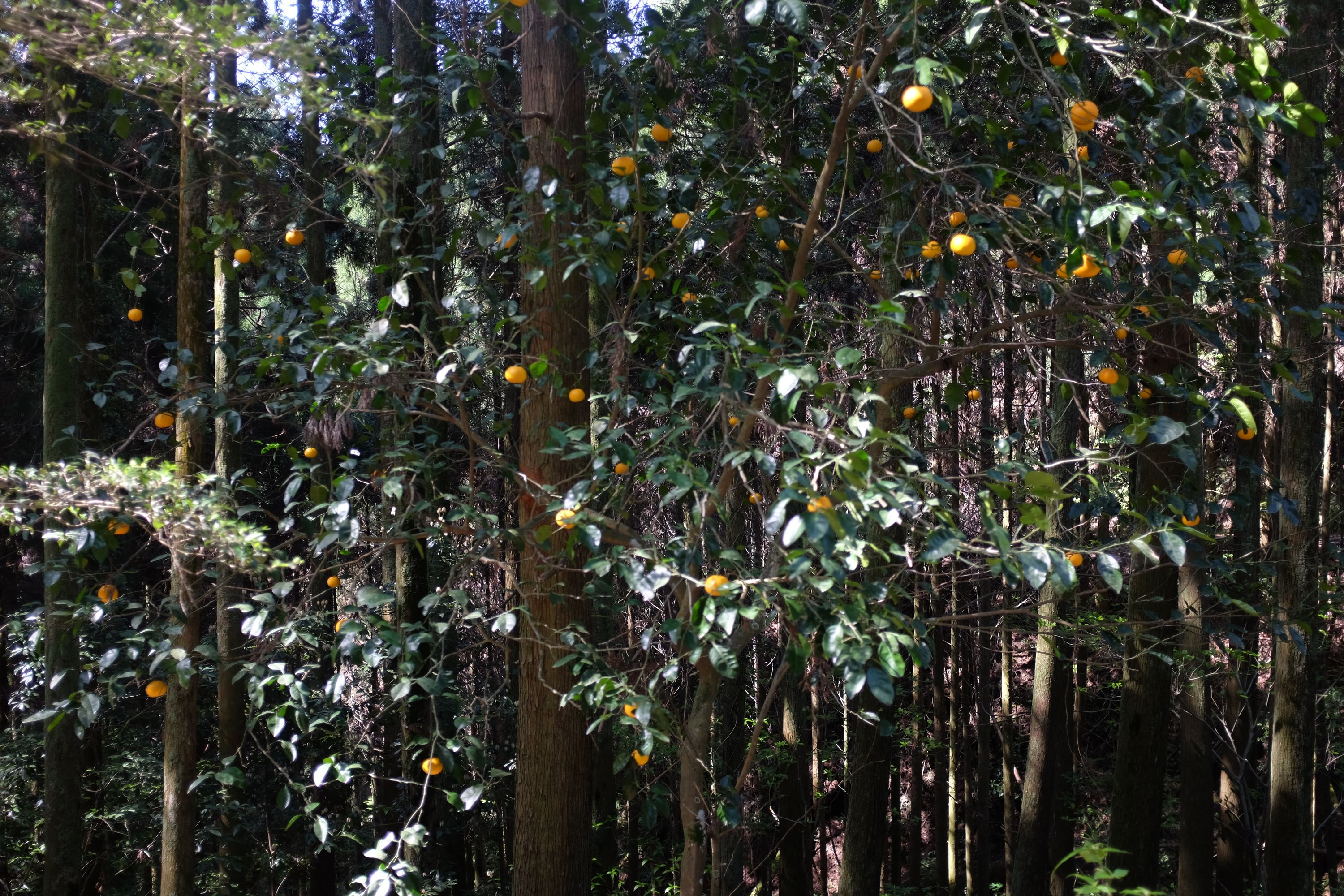 An orange tree with a lot of fruit in front of a dense grove of cedars.