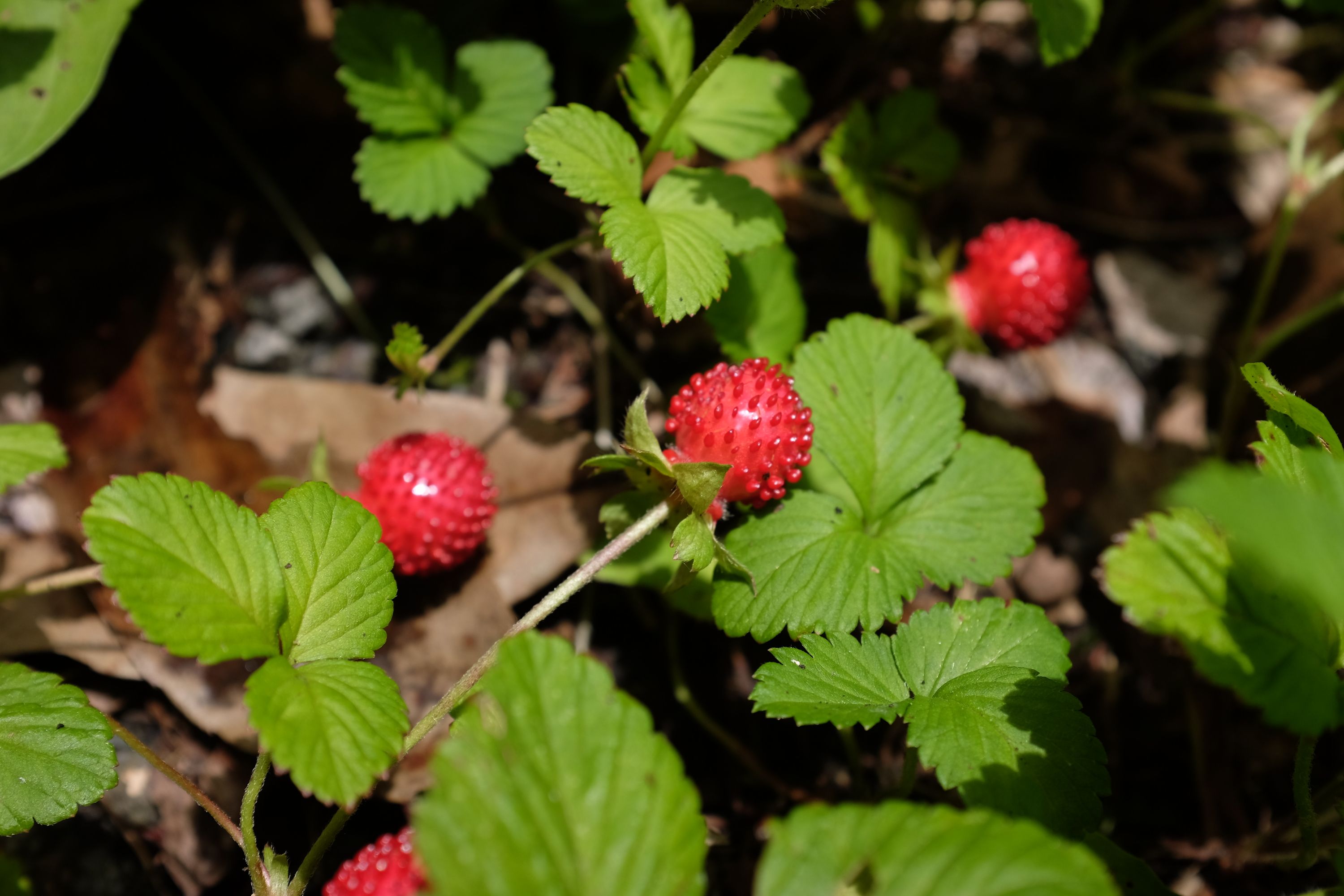 Ripe fruits of mock strawberry in the undergrowth.