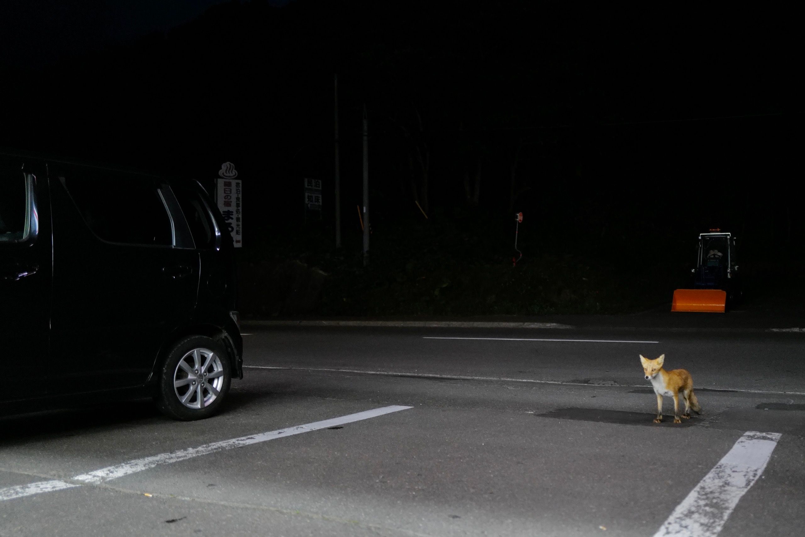 A young fox stands in a parking lot at night.