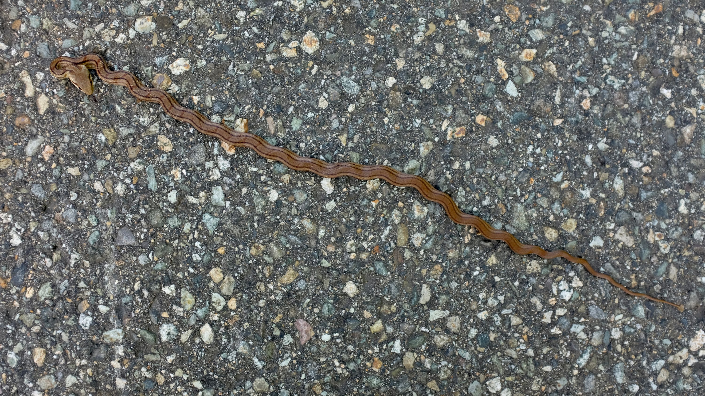 A Japanese striped snake forms a sine wave with its body on the asphalt.