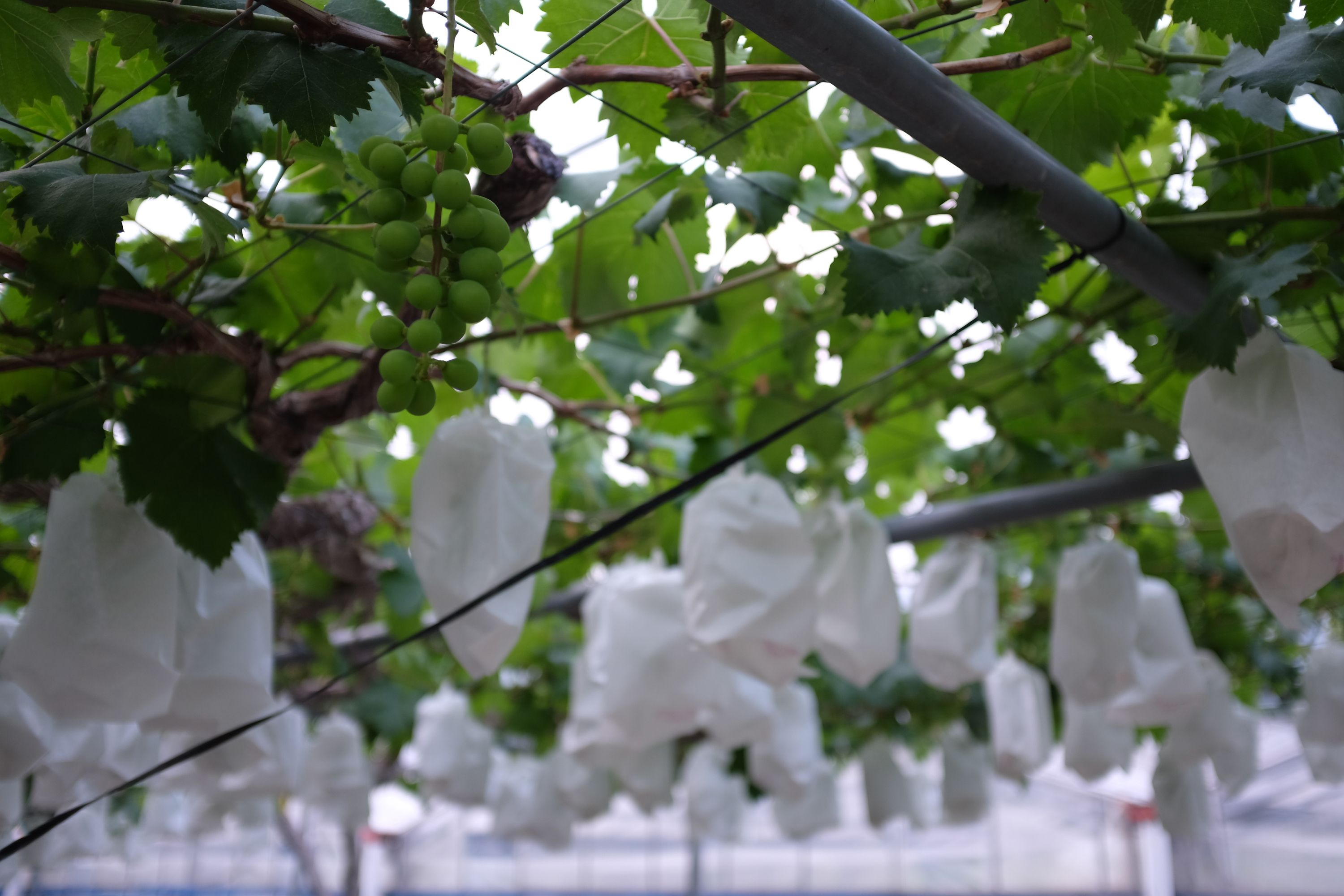 Bunches of grapes hang from the vine, most of them packaged in paper.
